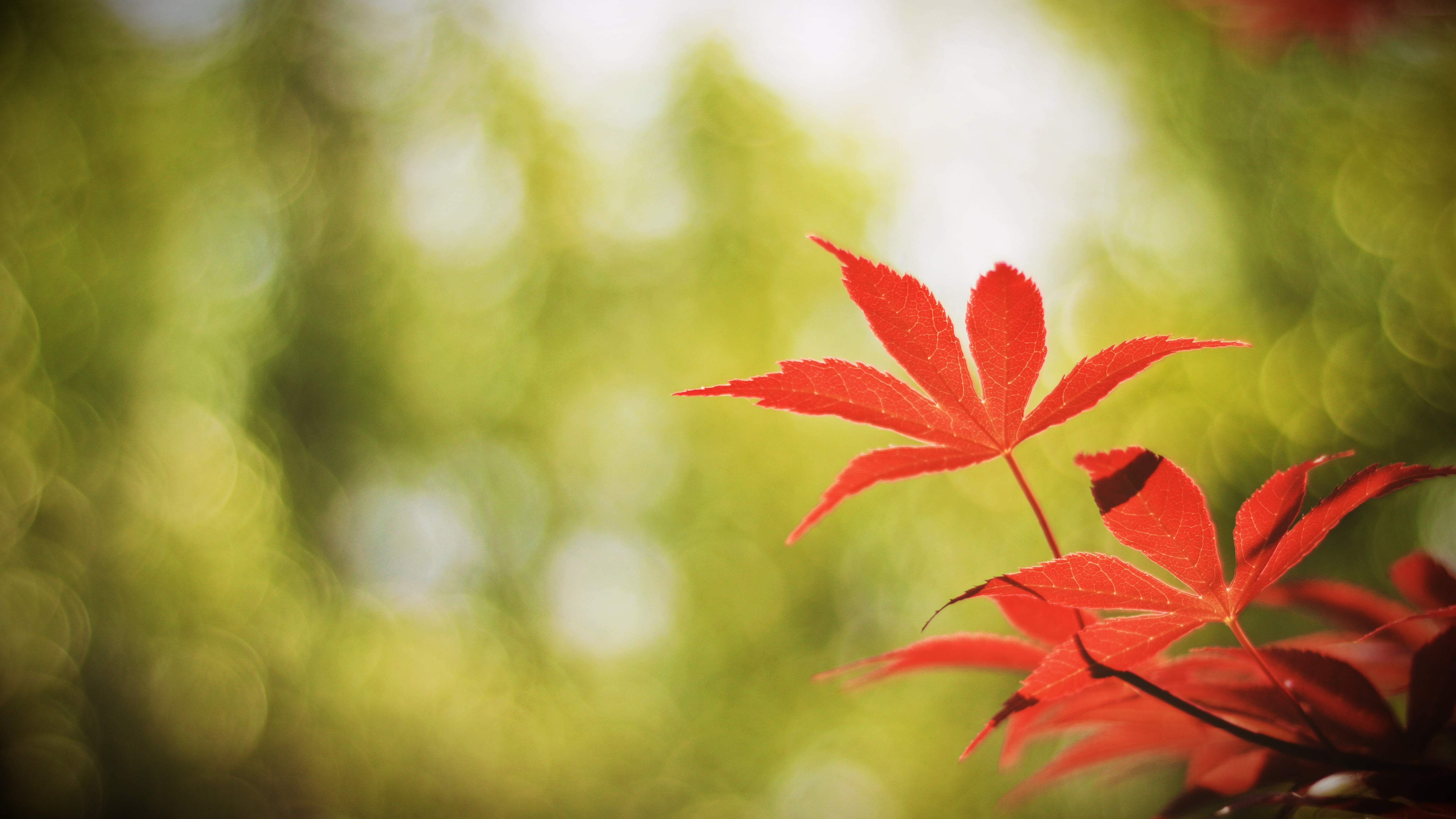 day, beauty in nature, selective focus, green color, maple leaf, red, no people, flower, flower head, fragility, 5k, leaf, petal, plant part, focus on foreground, HD Wallpaper
