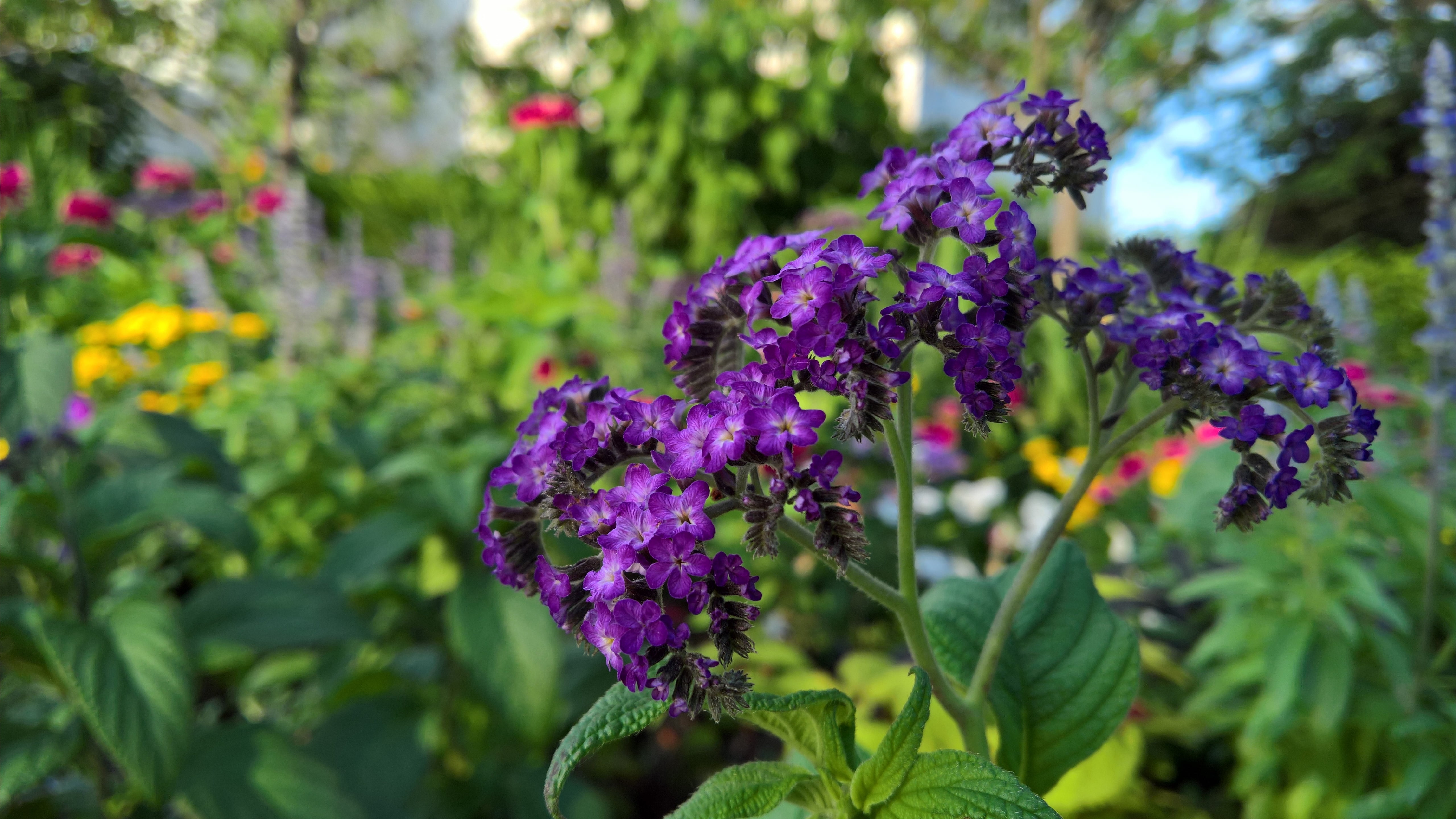 leaf, flowerbed, flowering plant, plant part, botany, spring, no people, focus on foreground, purple, vulnerability, growth, flora, outdoors, purple flower, HD Wallpaper