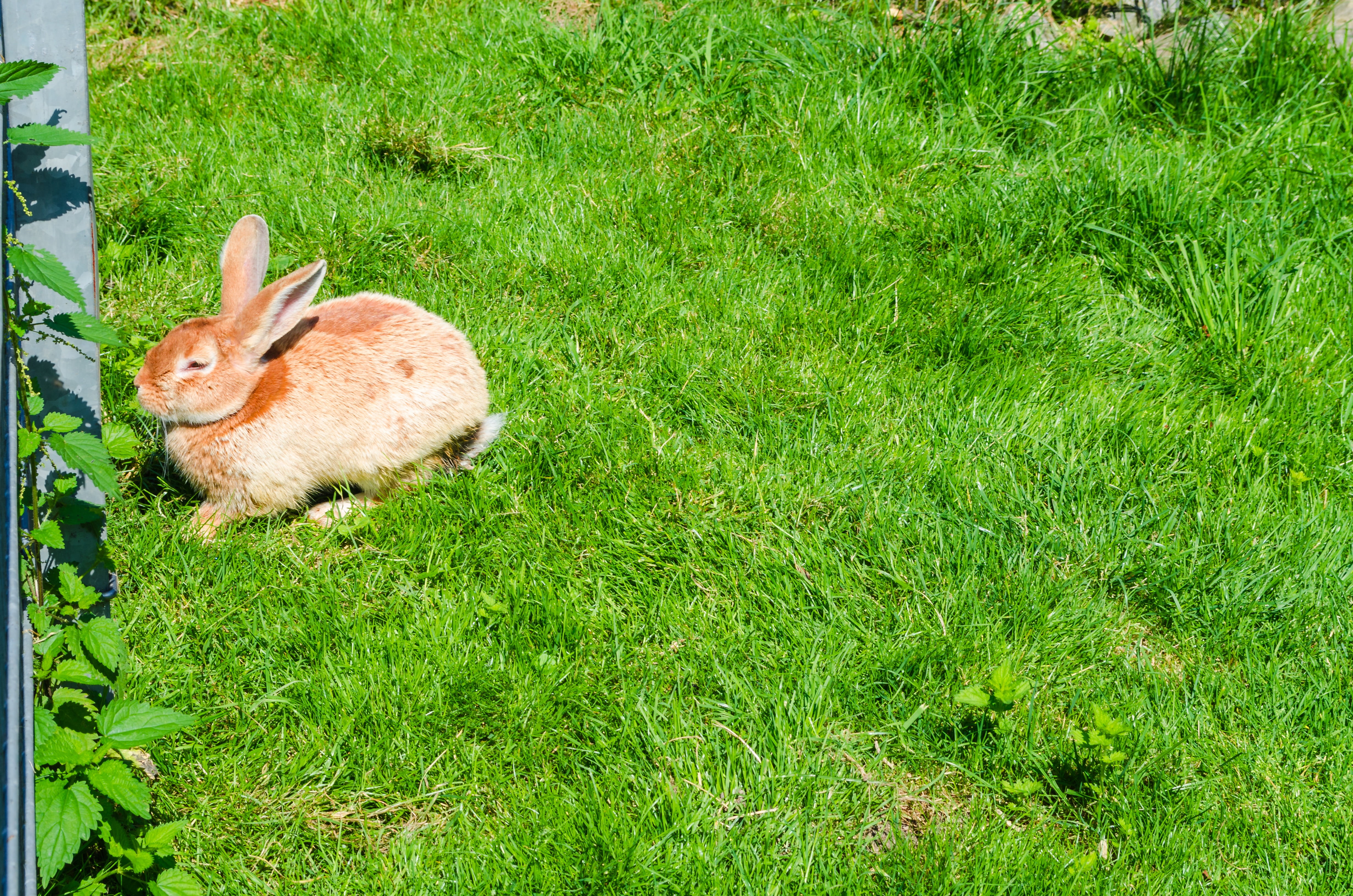 nature, animal themes, domestic animals, dwarf rabbit, no people, rabbit, mammal, 4K, field, dwarf bunny, grass, fur, long eared, munchkins, animals, high angle view, HD Wallpaper