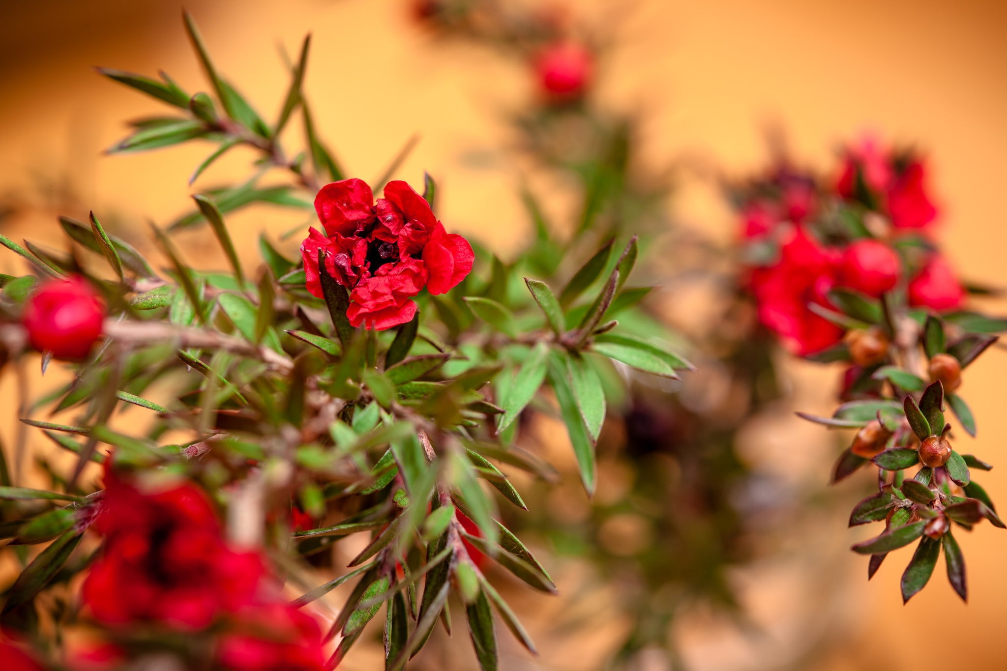 close-up, leaf, green color, no people, petal, flowering plant, vulnerability, flower, plant, photography, plant part, freshness, selective focus, 1080P, HD Wallpaper