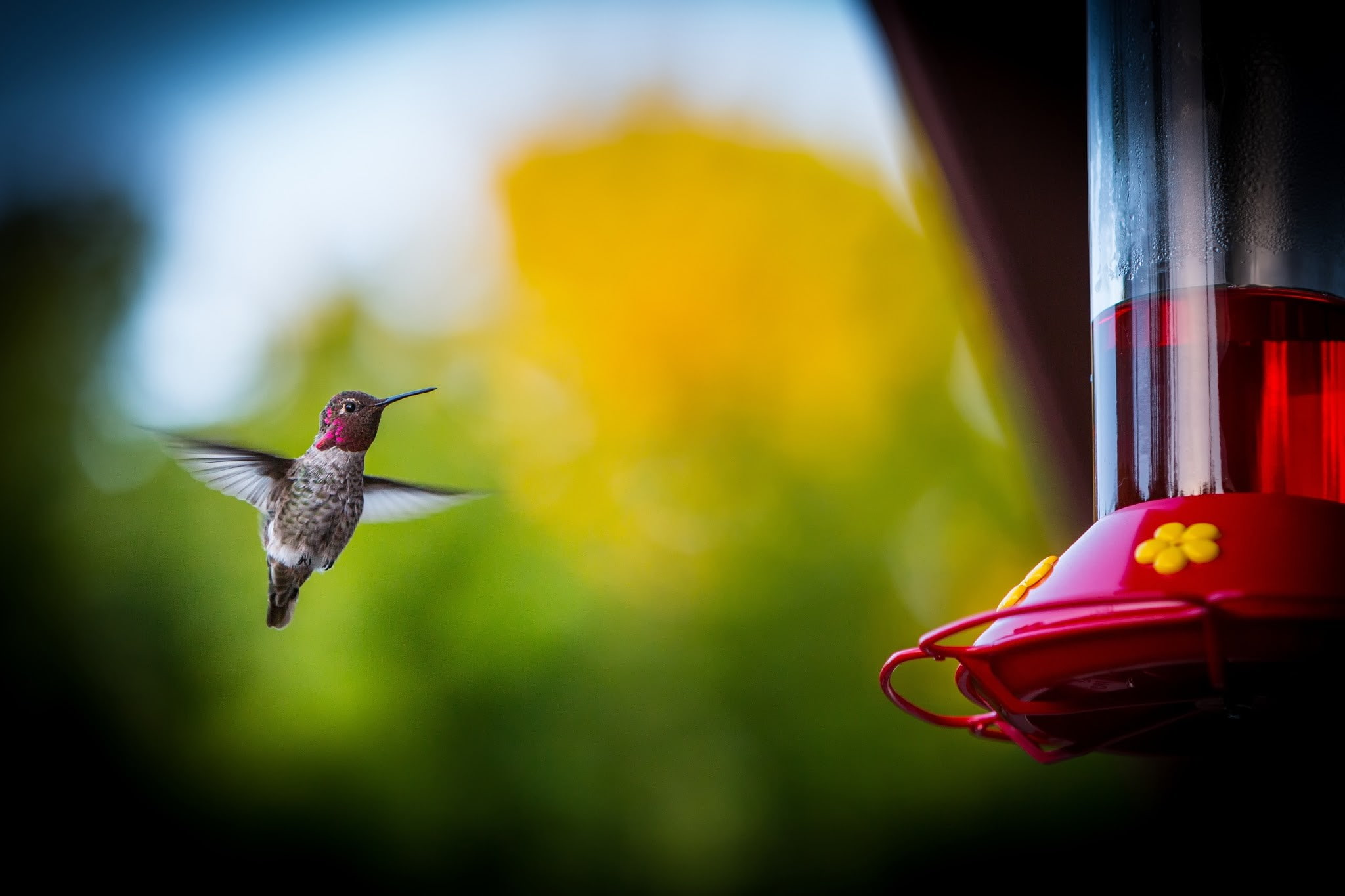 nature, Chrome Cast, 1080P, photography, HD Wallpaper