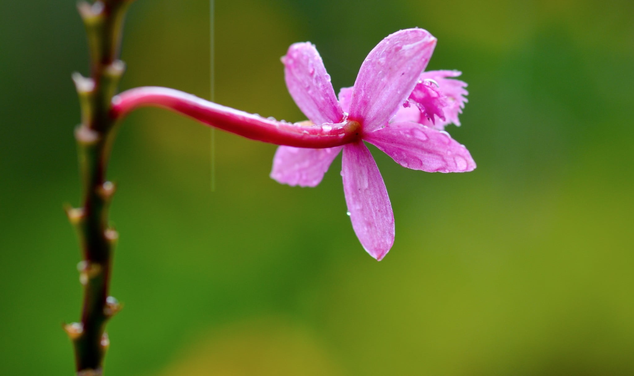 springtime, pollen, photography, outdoors, purple, inflorescence, freshness, water, flowering plant, focus on foreground, flower head, growth, Chrome Cast, HD Wallpaper