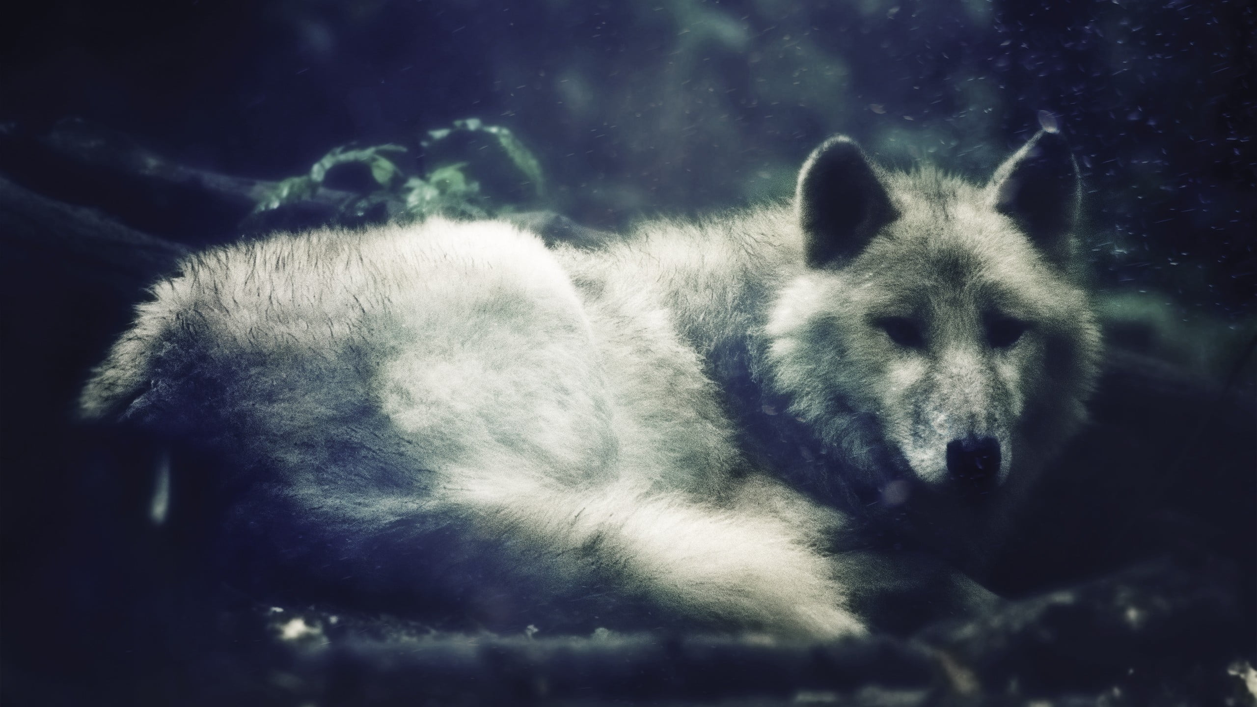 animal body part, gray, close-up, resting, relaxation, noisy, animal head, lying down, wolf, animal, animals in the wild, sleeping, domestic, animal themes, HD Wallpaper