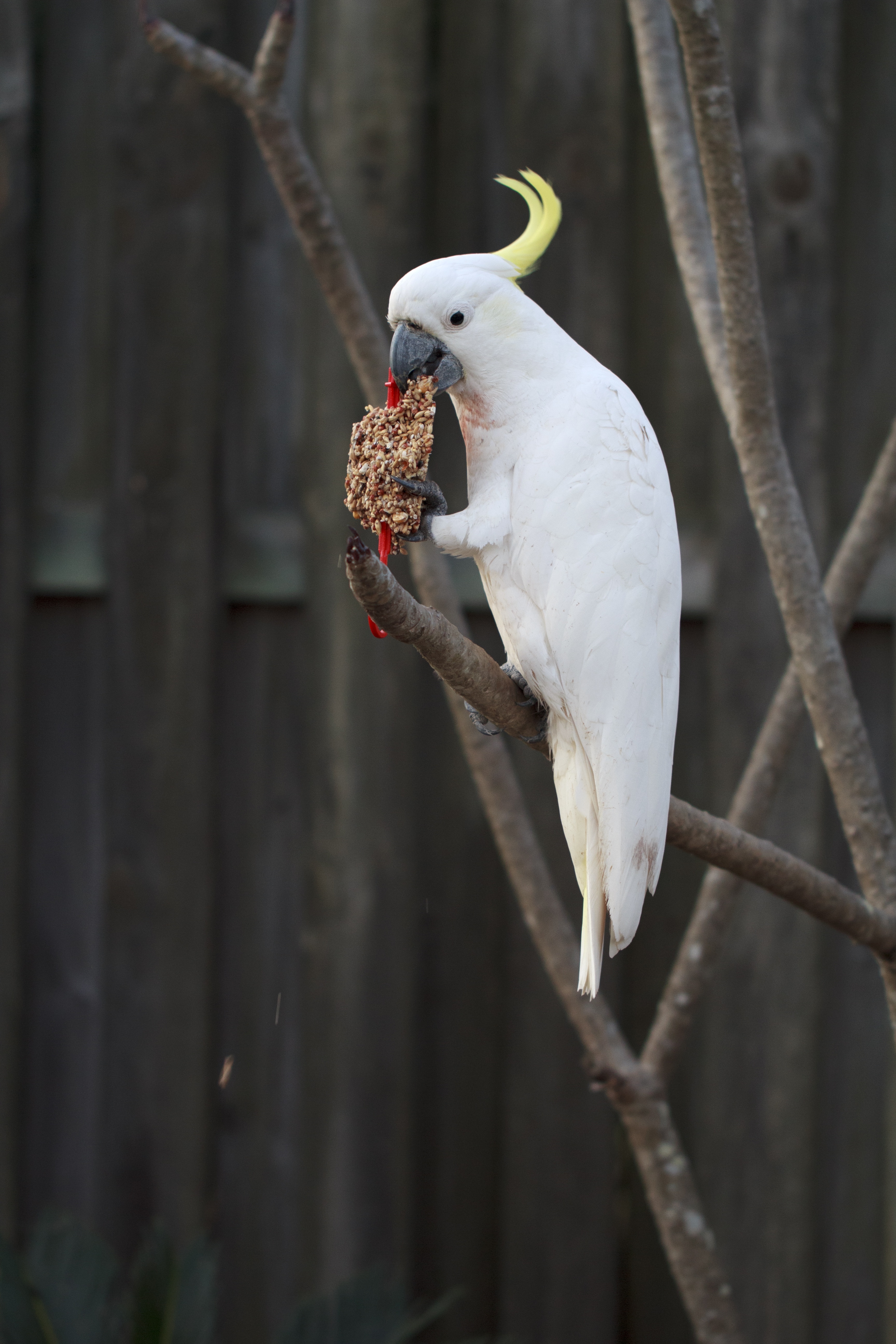 animal, background, blue, indonesia, feather, blurry, perching, day, alba, tree, pet, vertebrate, sitting, branch, exotic, animal wildlife, outdoors, white, Phone HD Wallpaper