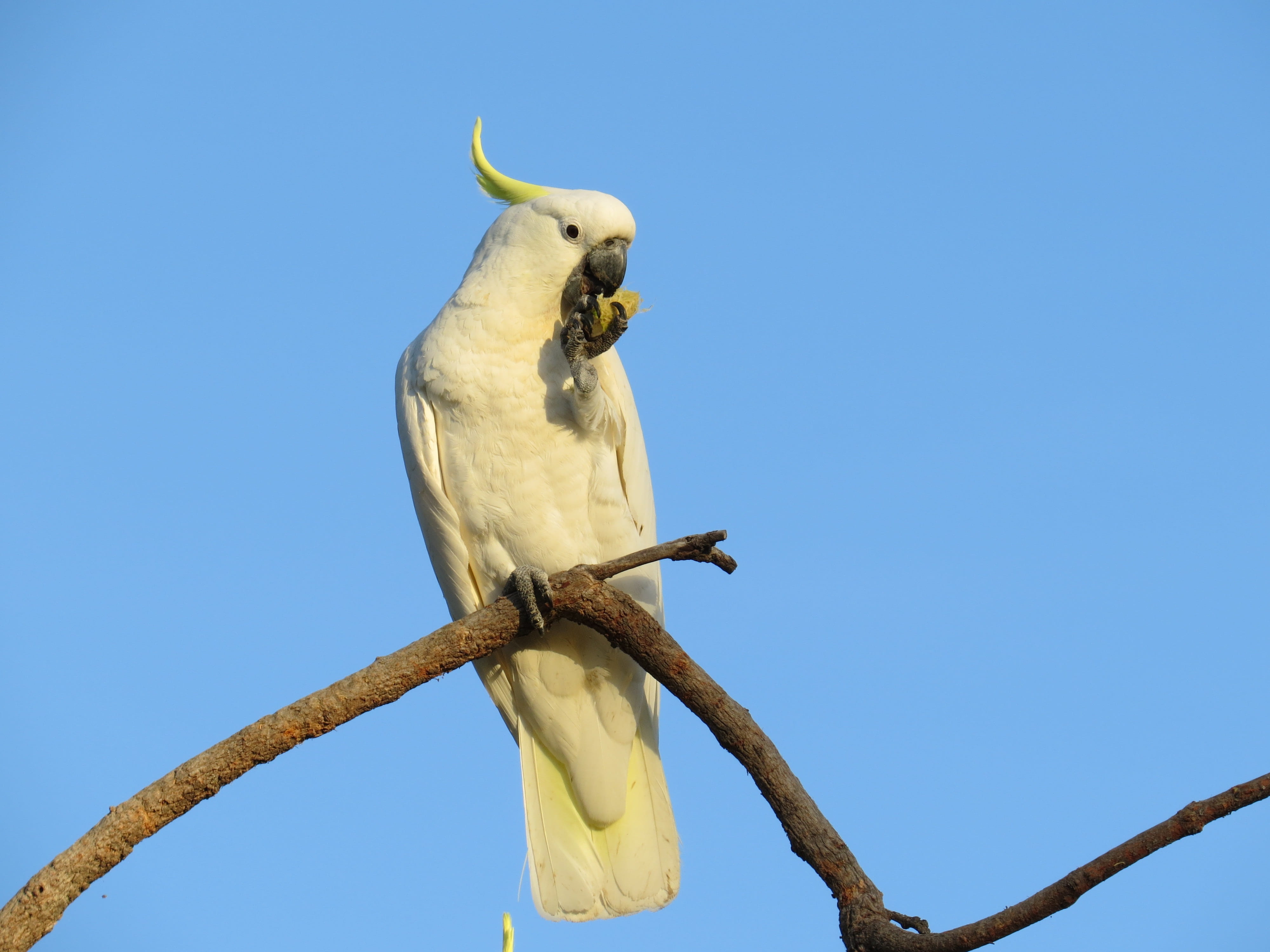 vertebrate, cacatua galerita, bird, yellow, 4K, color, sulphur-crested, avian, feather, colorful, natural, sky, pet, gum nut, animals in the wild, tropical, HD Wallpaper