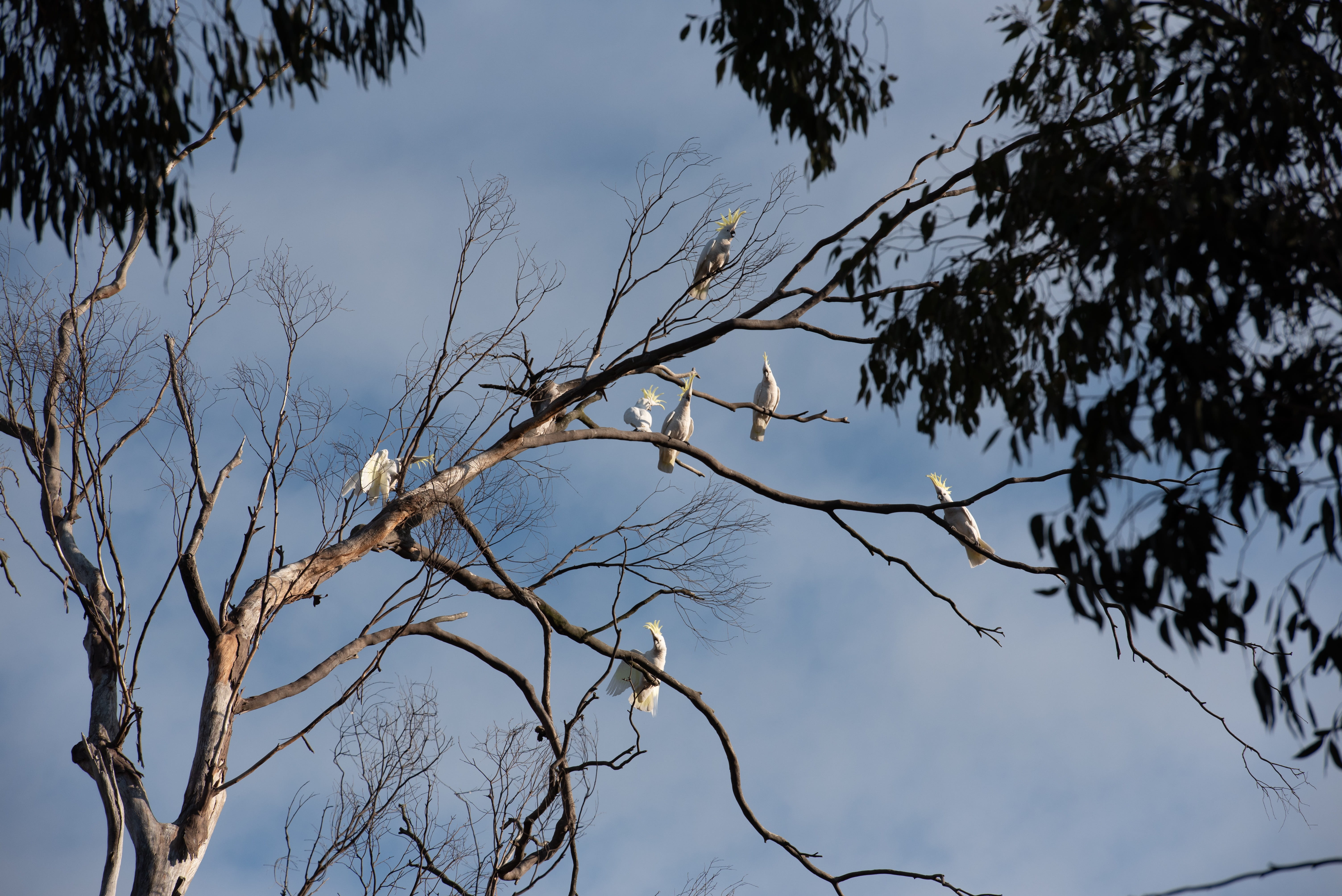 tranquility, no people, tranquil scene, tree, day, silhouette, plant, parrot, native, scenics - nature, wild, nature, noisy, sulphur-crested cockatoo, wildlife, HD Wallpaper