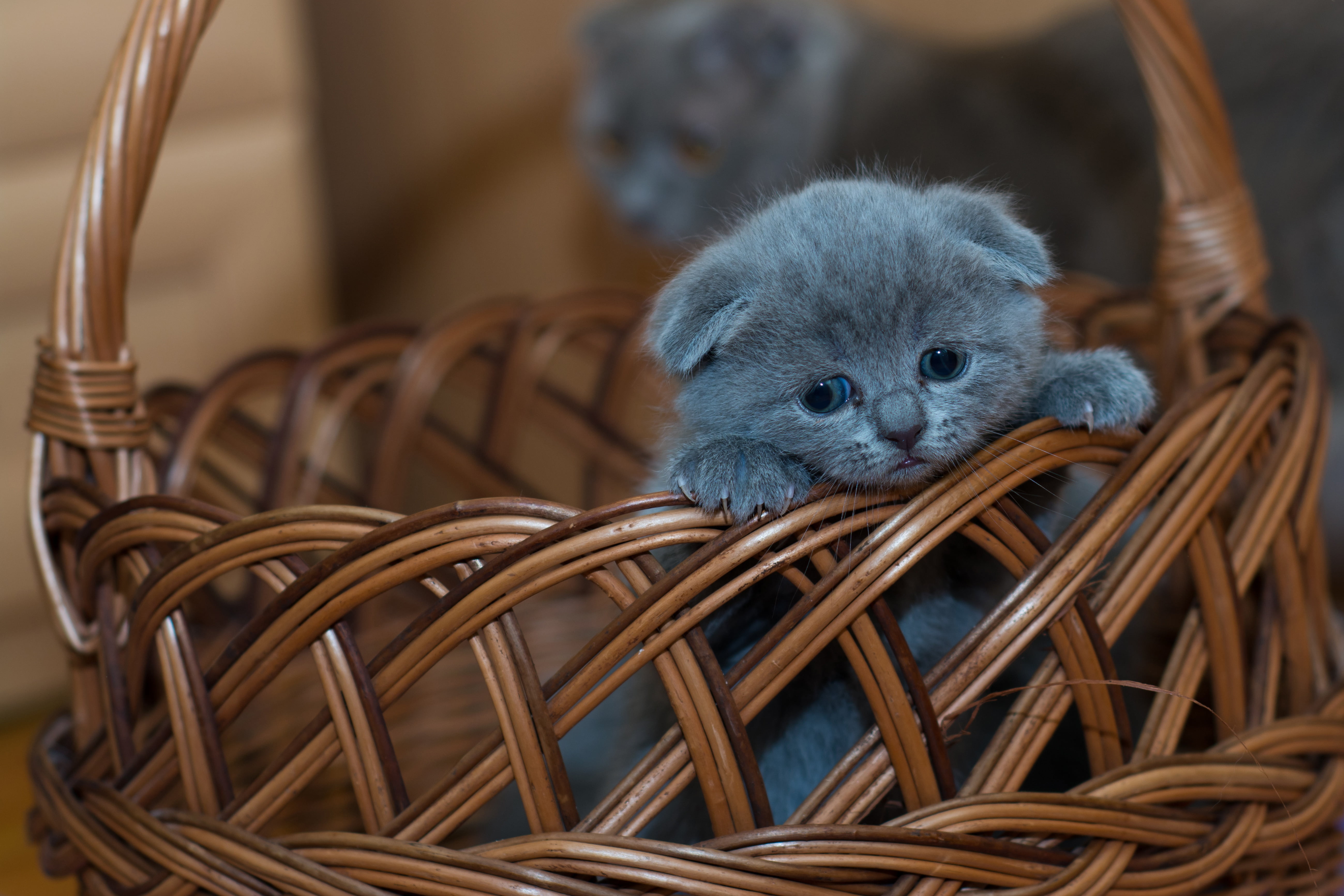 5K, Scottish fold cat, basket, Scottish fold, kitty, baby, HD Wallpaper