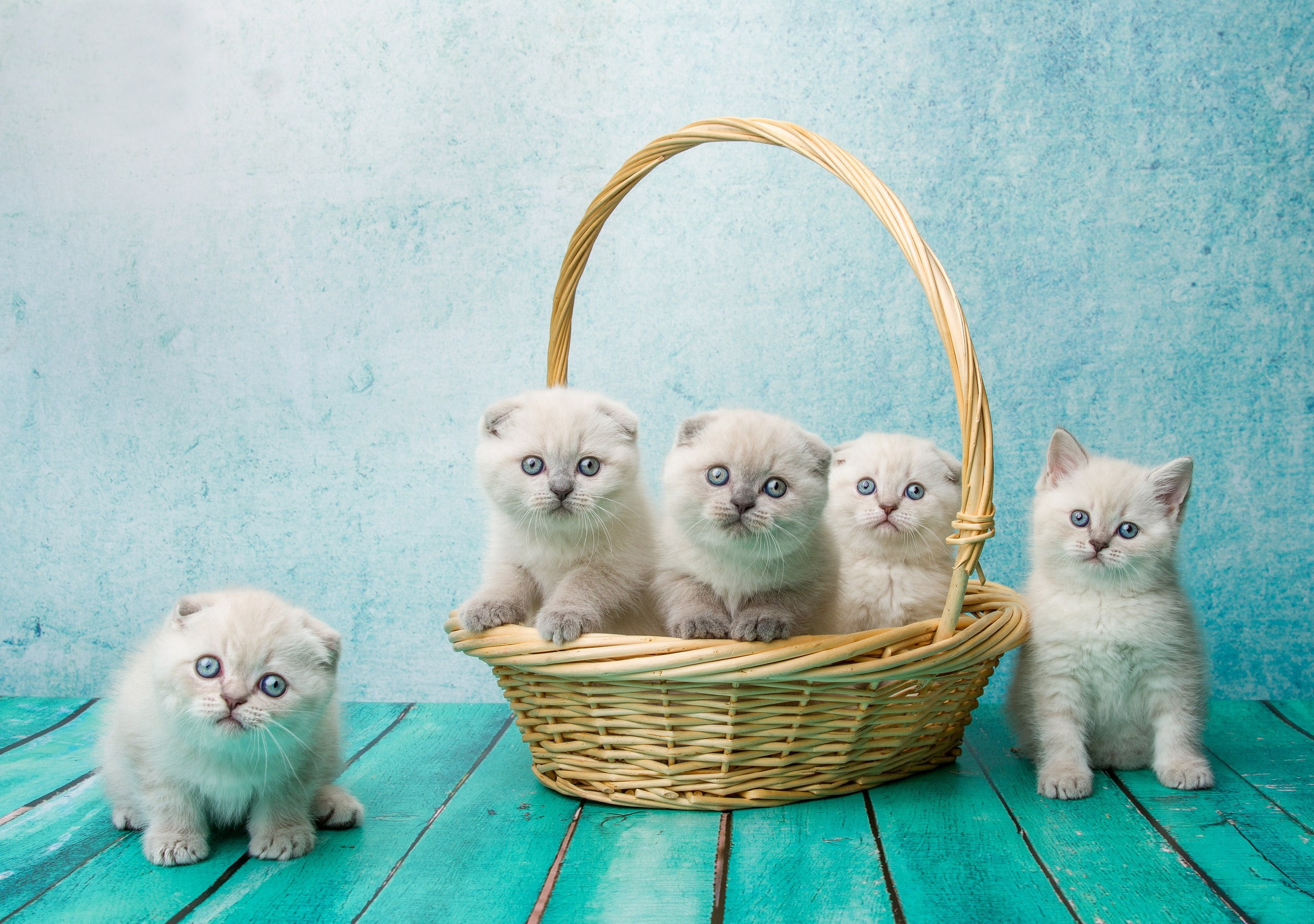 background, kittens, Natalia Lays, basket, Scottish fold cat, kids, Scottish fold, Board, 2K, HD Wallpaper