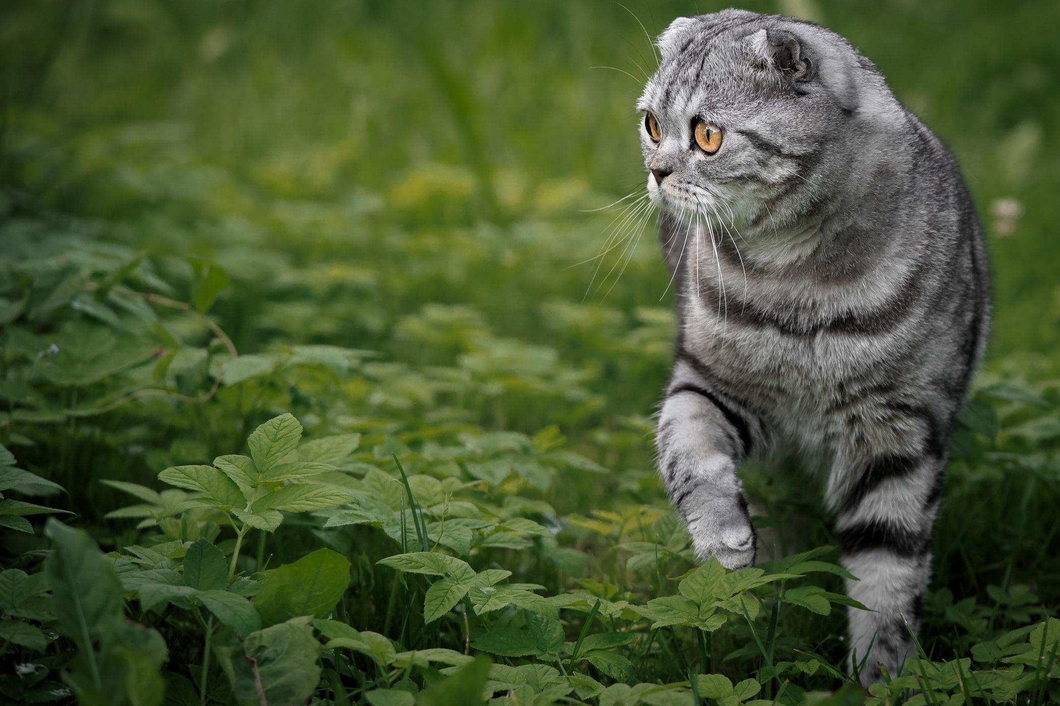 cat, 1080P, grass, Scottish fold cat, Scottish fold, HD Wallpaper