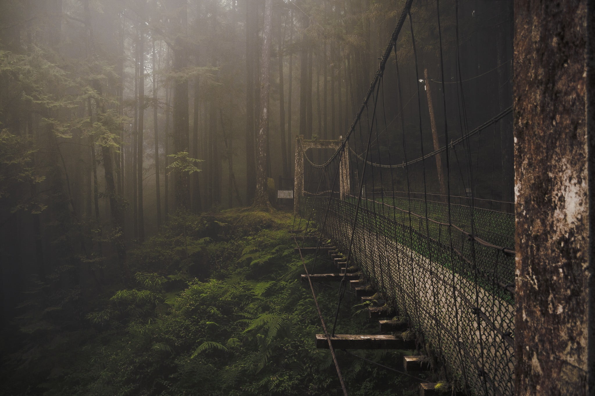 1080P, rail transportation, day, folding, direction, growth, plant, nature, no people, woodland, black, forest, track, land, tranquility, metal, the way forward, HD Wallpaper