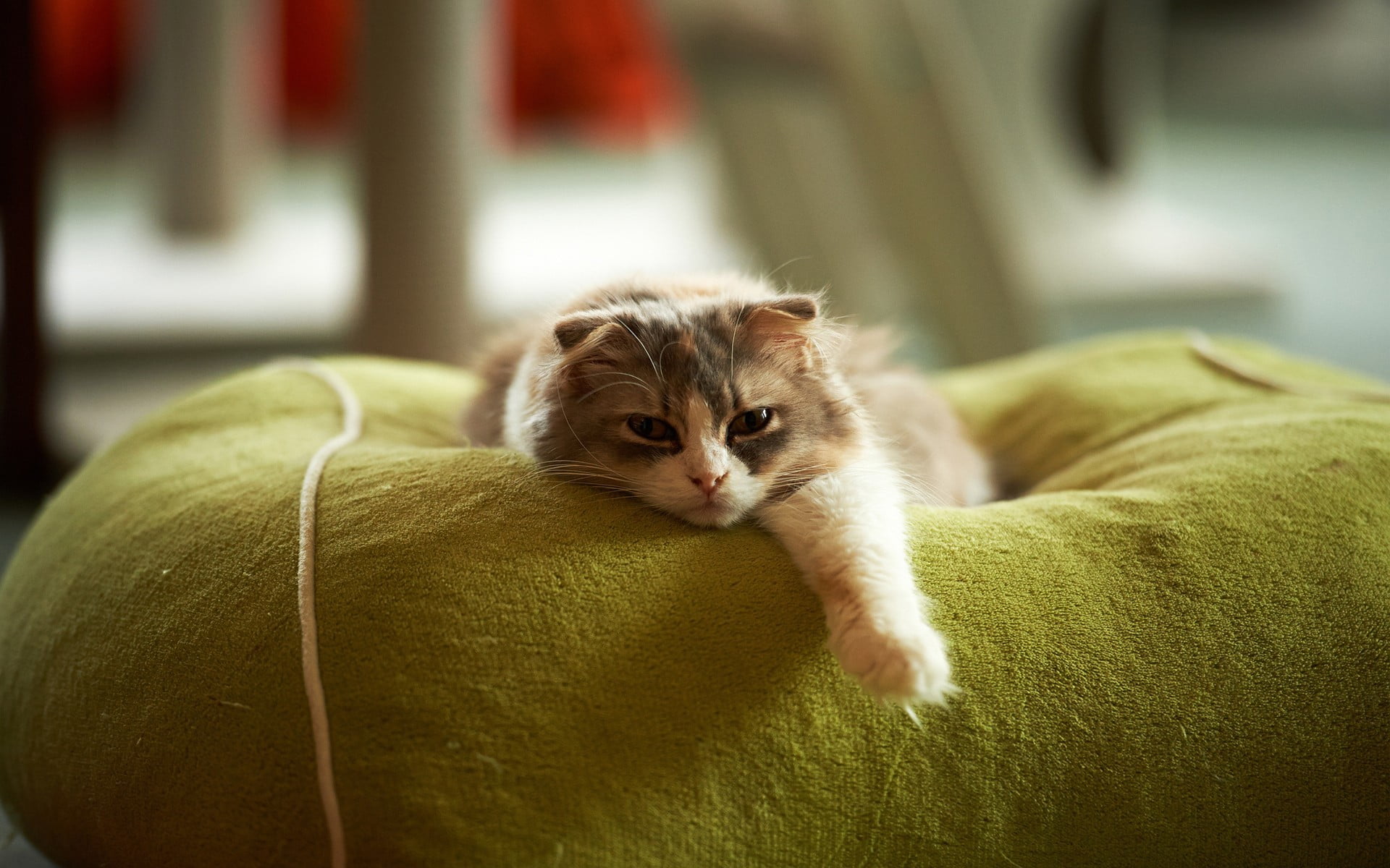 relaxation, depth, animals, scottish, fold, photography, field, white, furniture, looking at camera, vertebrate, pets, no people, portrait, lying down, HD Wallpaper