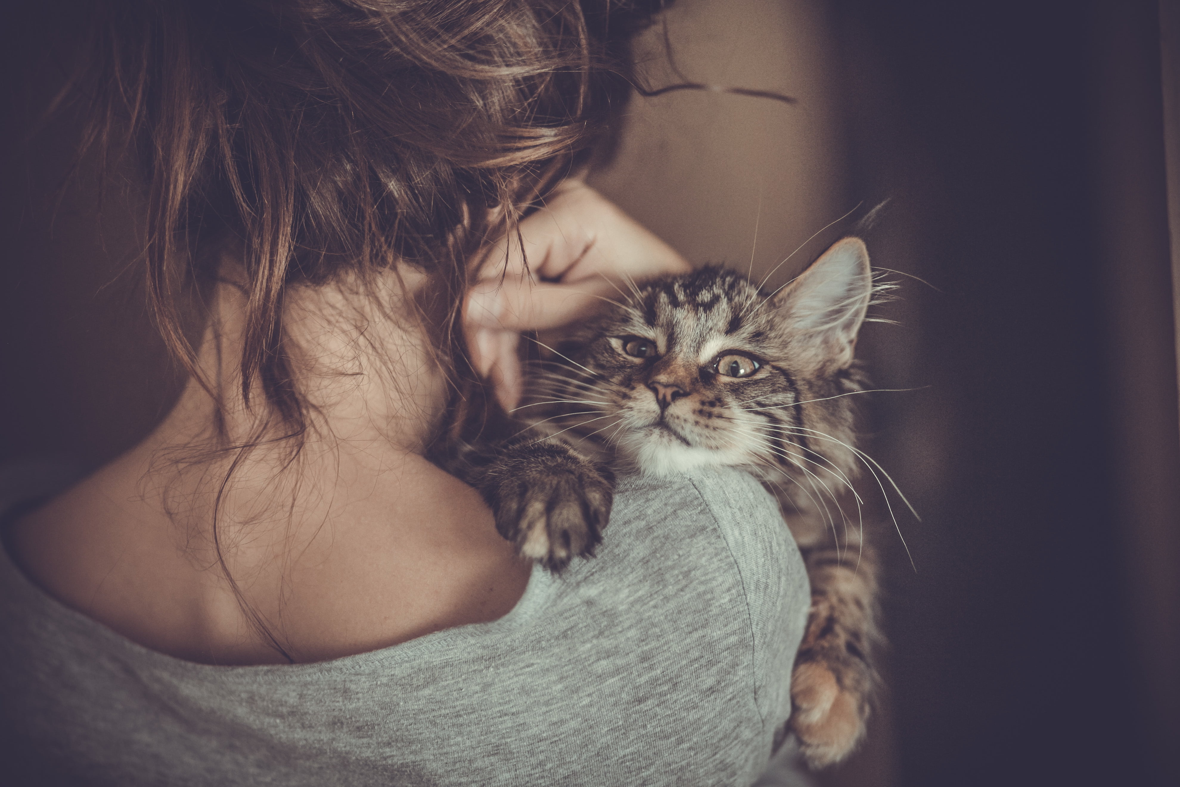 maine coon cat, pets, portrait, young Adult, beautiful, mammal, kitty, females, cat, domestic, animals, looking, back, one animal, domestic Cat, adult, HD Wallpaper