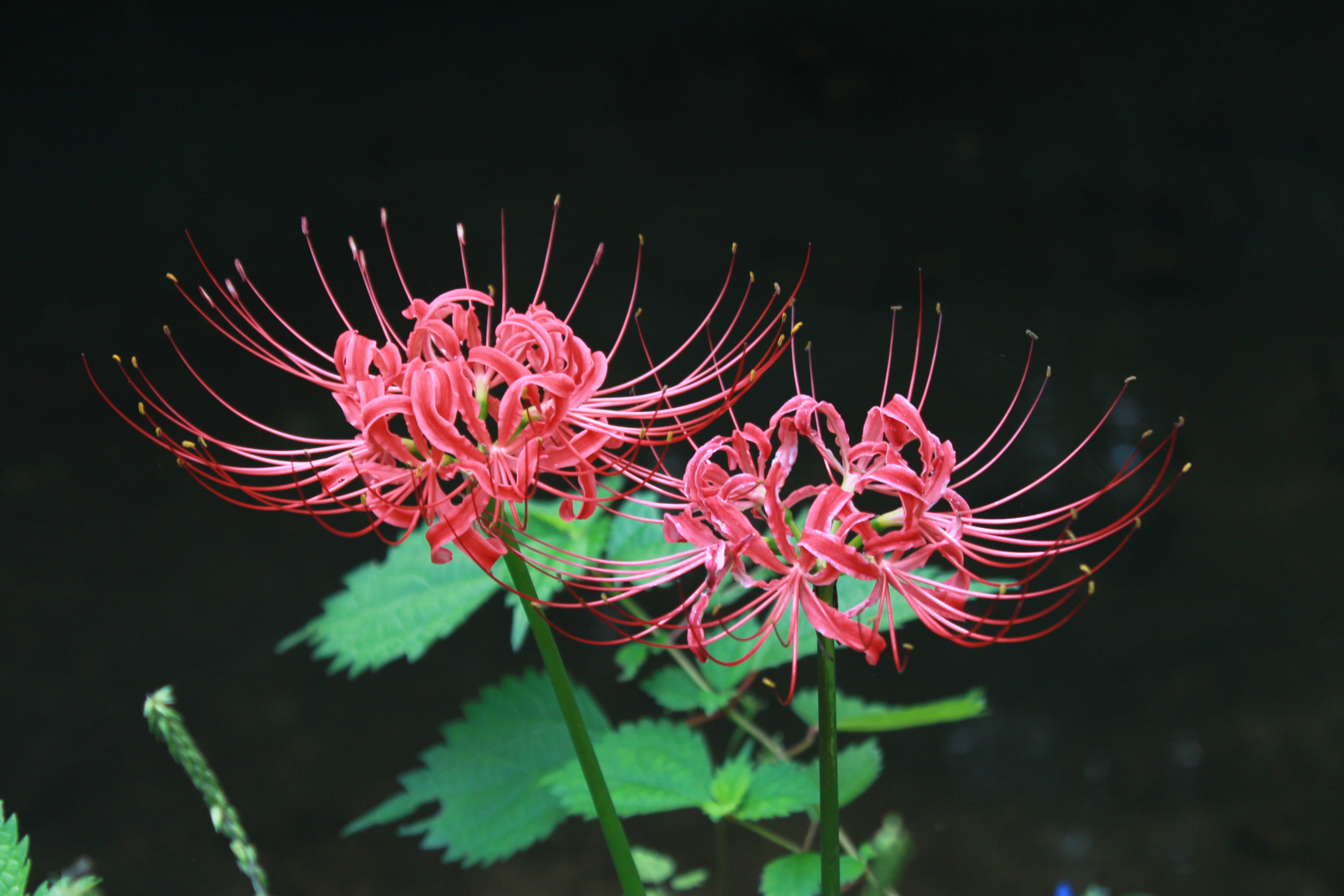 animal, black background, indoors, flowers for, xishan, animal themes, tank, 4K, animals in the wild, underwater, red, beauty in nature, lycoris squamigera, HD Wallpaper