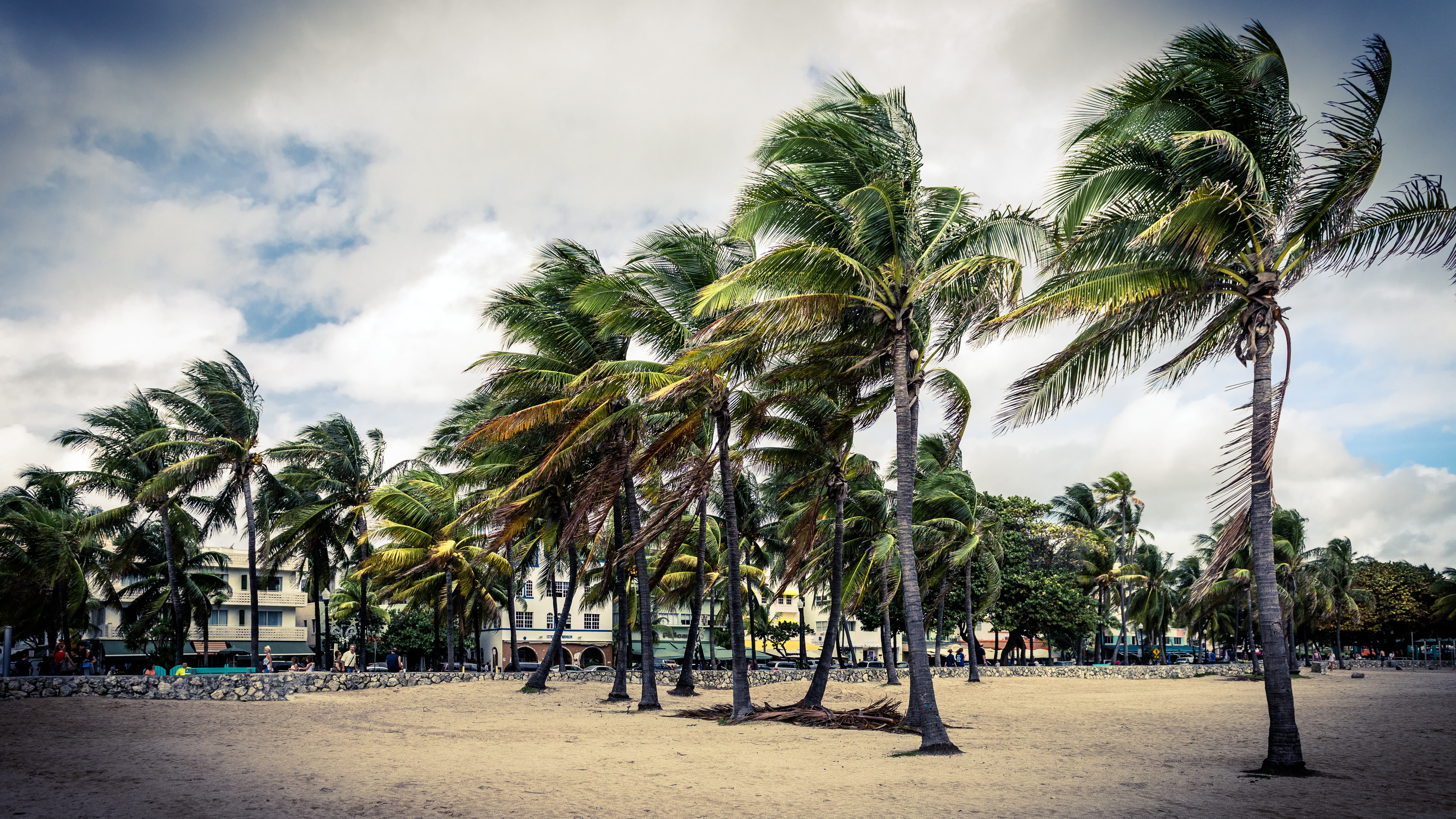 sand, day, street, Park, USA, palm tree, cloud - sky, the building, art, outdoors, tropical tree, sky, coconut, people, tree trunk, scenics - nature, nature, HD Wallpaper