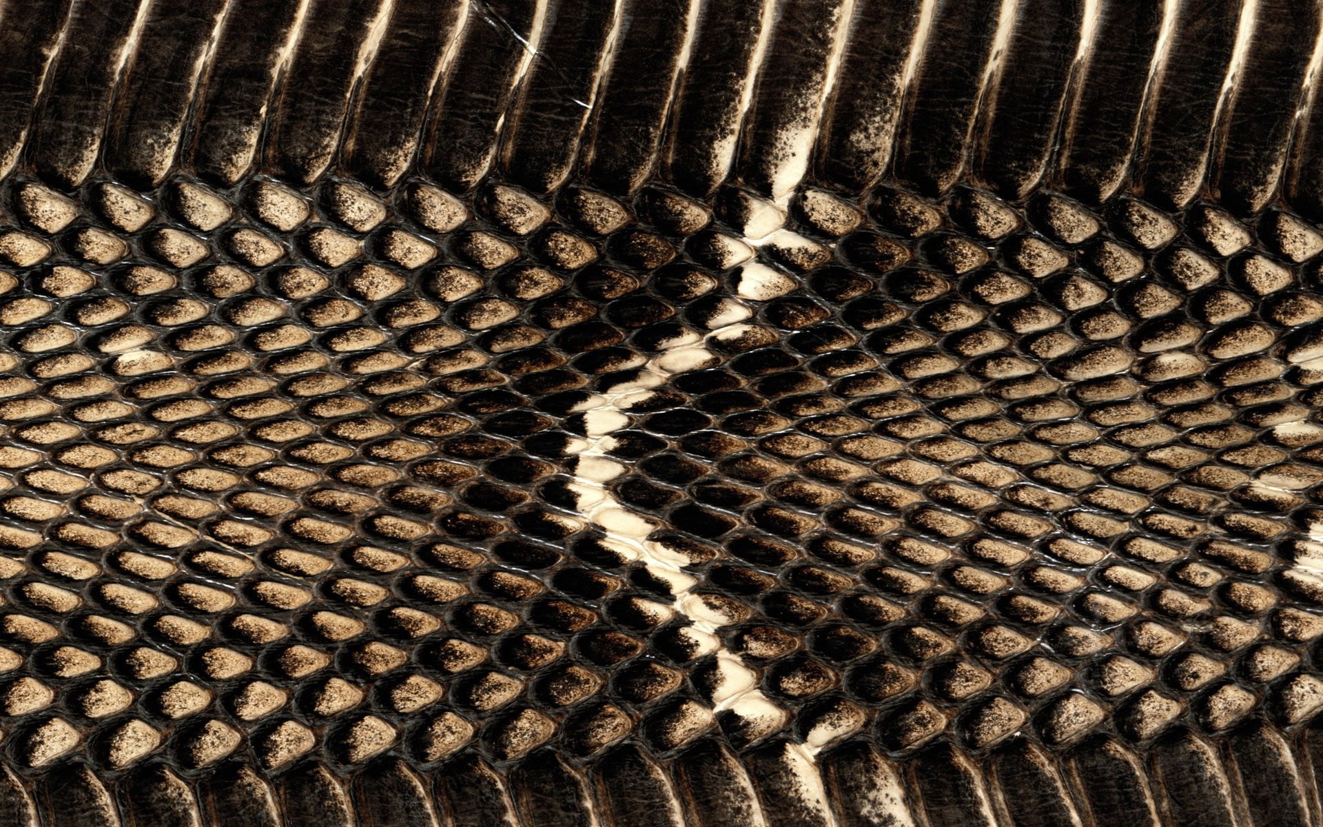 animal themes, still life, snake, net, metallic, metal, animal, high angle view, striped, pattern, leather, wire, steel, textured, abstract, 1080P, black Color, HD Wallpaper