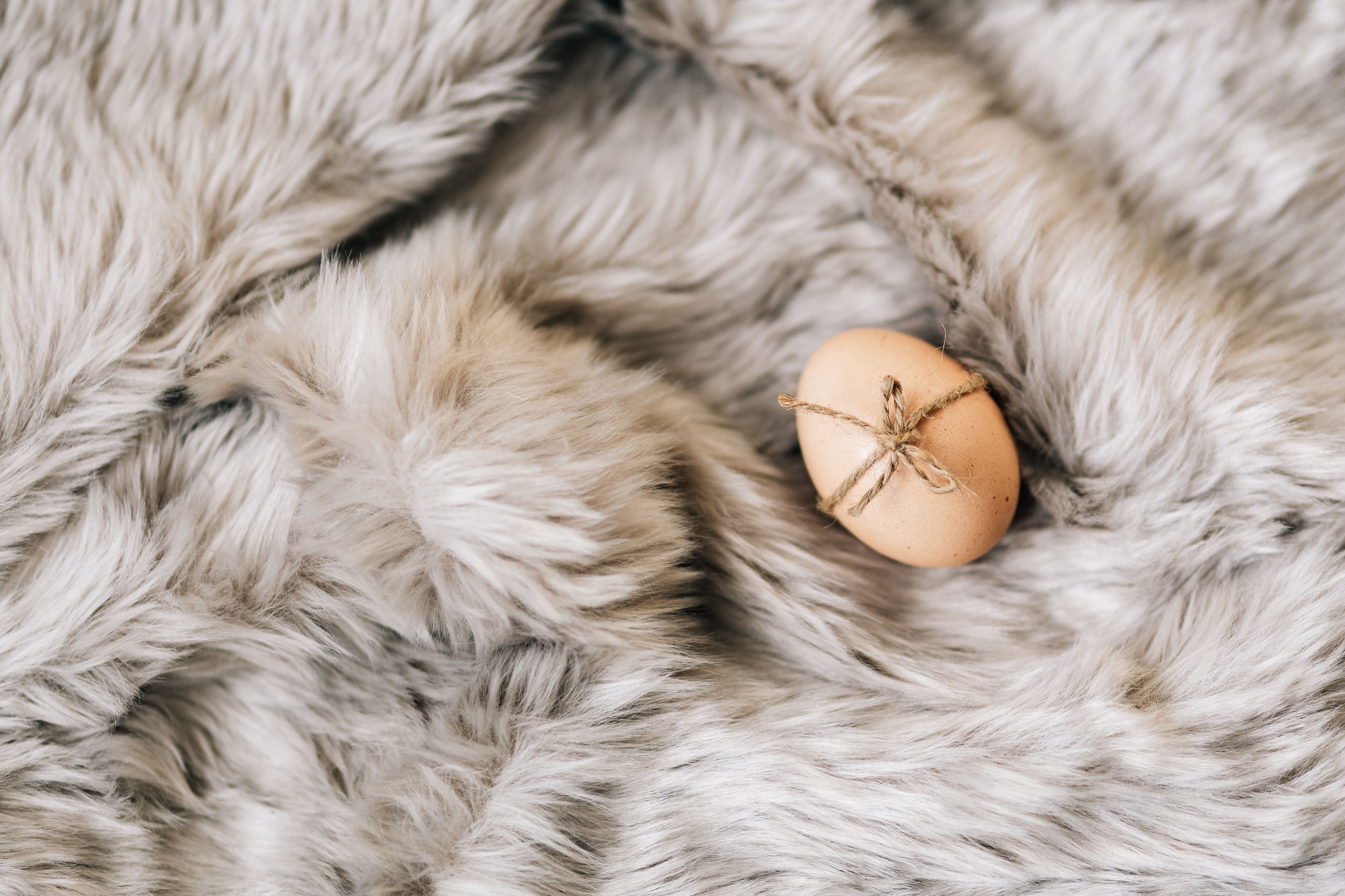 domestic animals, 5K, no people, vertebrate, healthy, indoors, one animal, organic, luxury, farm, animal body part, eggs, basket, close-up, natural, cat, HD Wallpaper