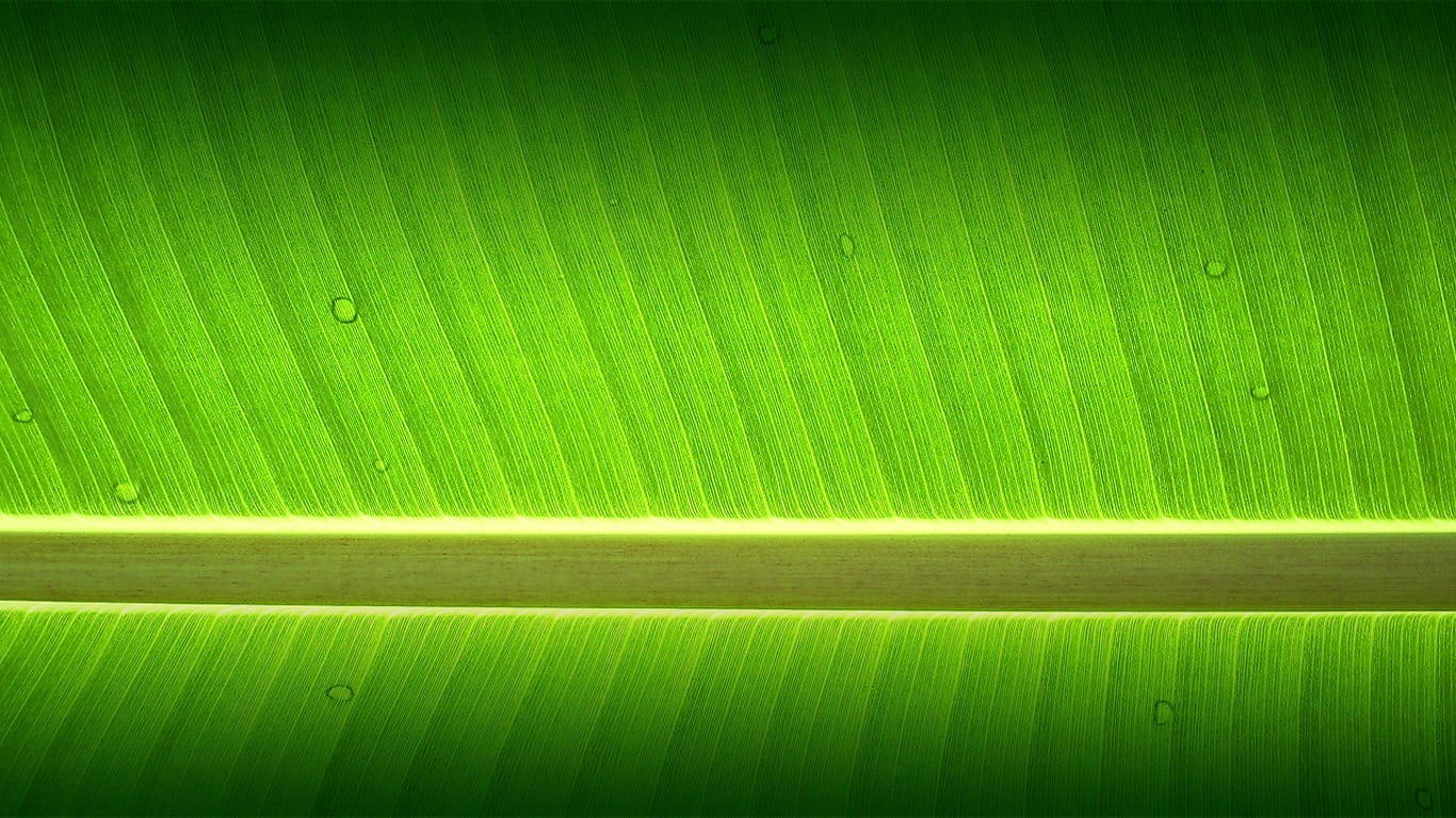 textured effect, striped, palm leaf, leaf vein, leaf, nature, vibrant color, banana leaf, beauty in nature, backgrounds, no people, close-up, HD Wallpaper