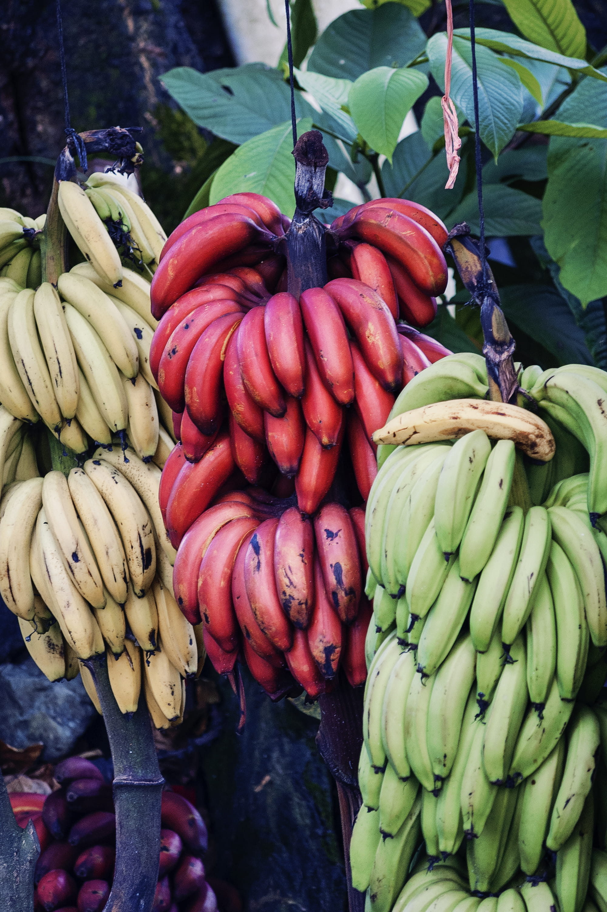market, retail, food and drink, day, tree, wellbeing, 2K, choice, sale, bananas, food, vegetable, no people, bunch, market stall, green, red, yellow, outdoors, Phone HD Wallpaper