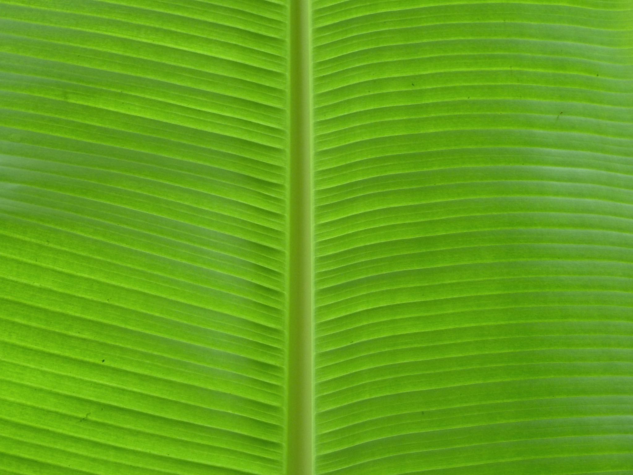 beauty in nature, leaf, banana leaf themed  for desktops, leaf vein, outdoors, 1080P, full frame, palm leaf, textured, backgrounds, striped, plant, banana leaf, HD Wallpaper