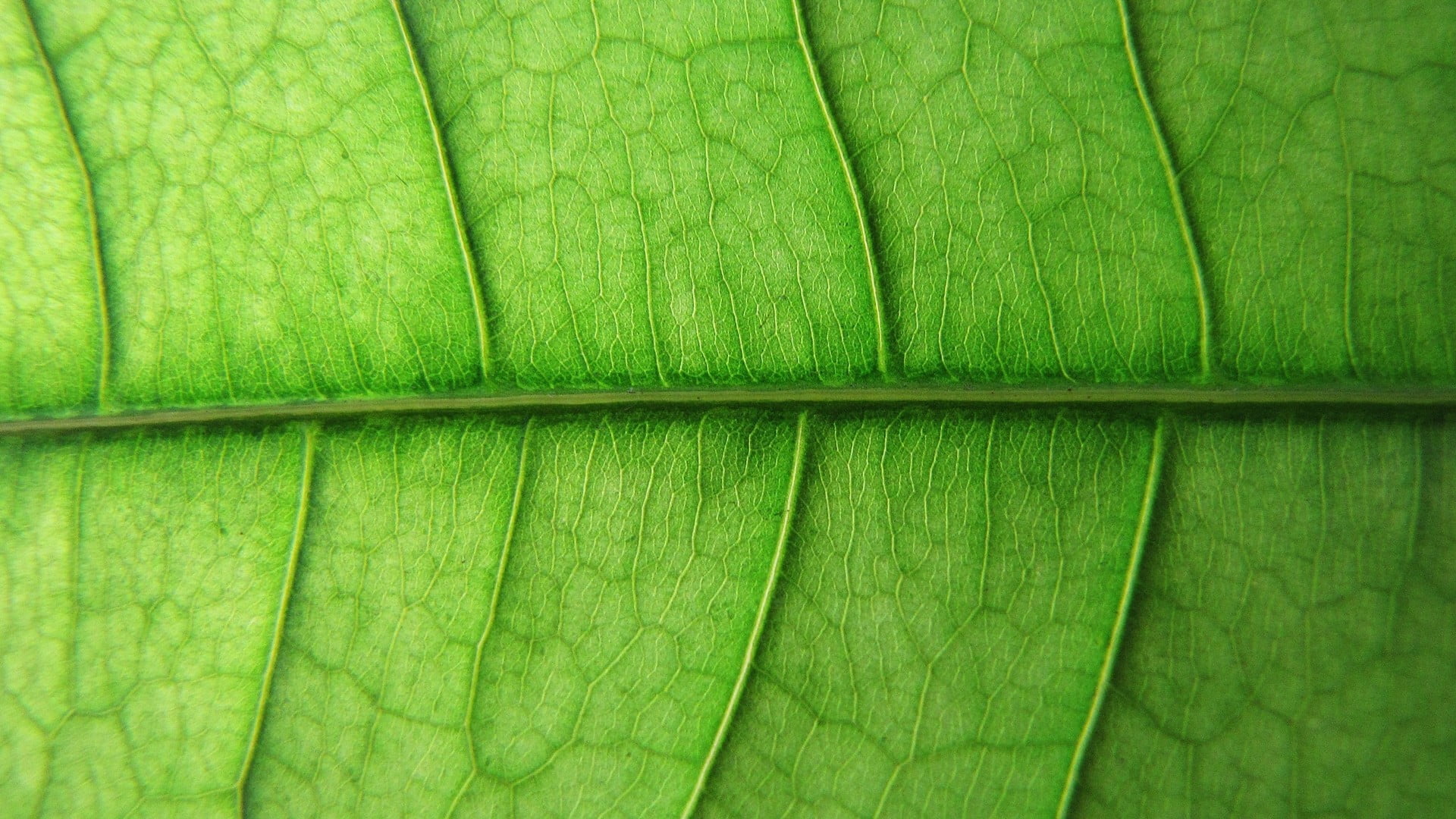 nature, textured, green, brown, banana leaf, full frame, leaf, macro, pattern, fragility, beauty in nature, freshness, 1080P, directly above, area, natural pattern, HD Wallpaper