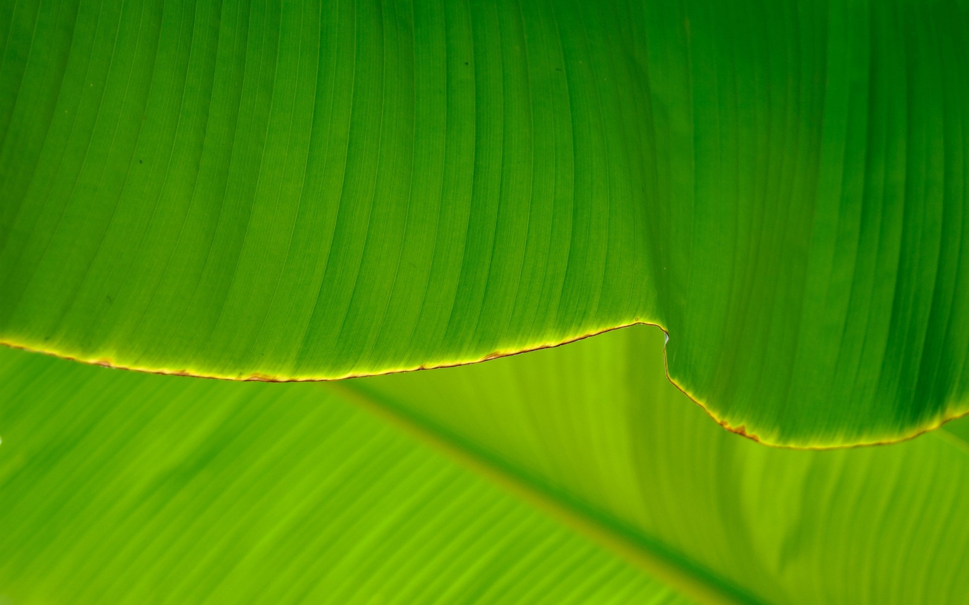 fragility, plant part, natural pattern, close-up, leaves, nature, full frame, freshness, 1080P, day, banana leaf, banana leaf time pictures for background, HD Wallpaper