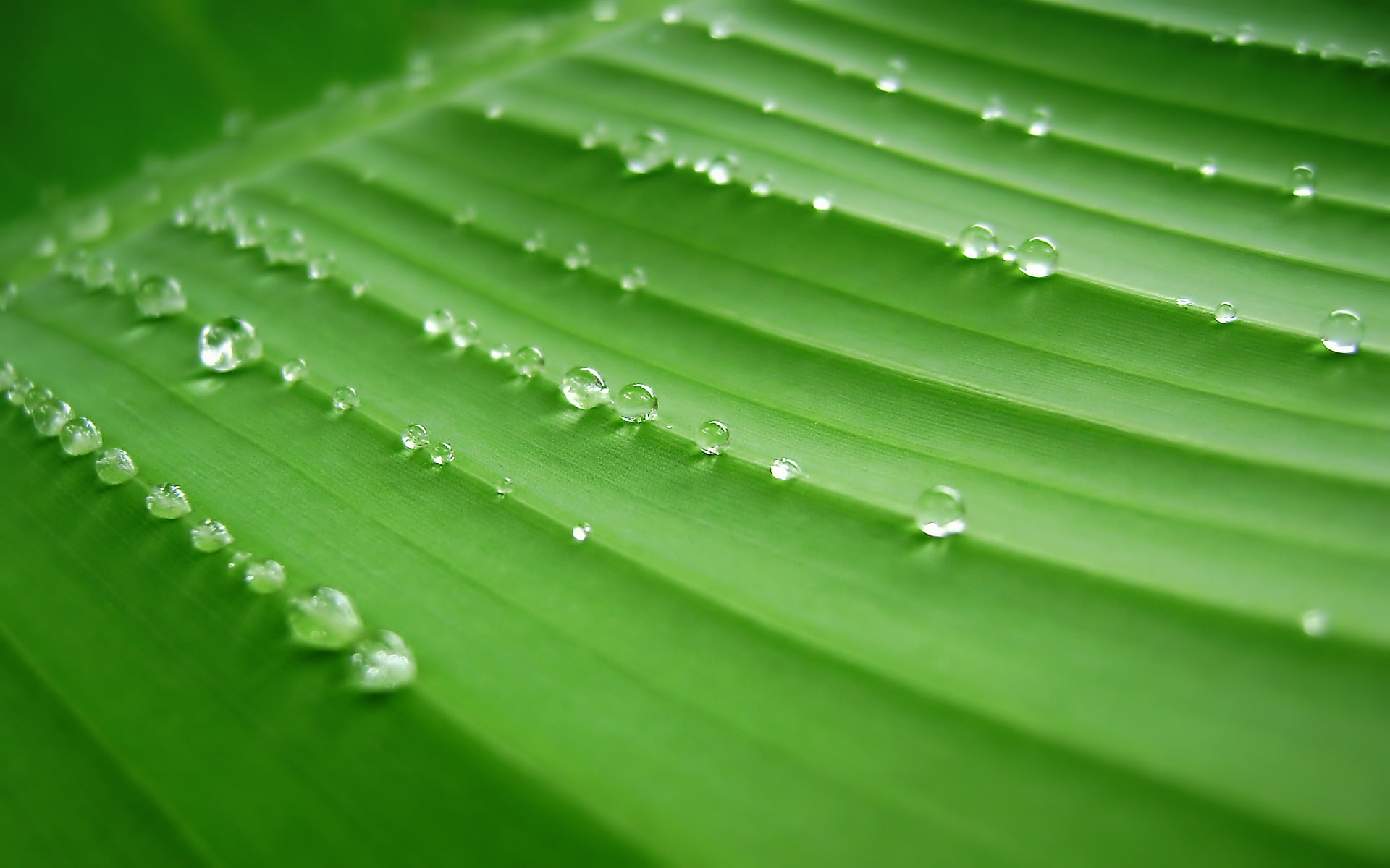 dew, banana leaf, water drops, drops, banana, 1080P, water, leaf, green, HD Wallpaper