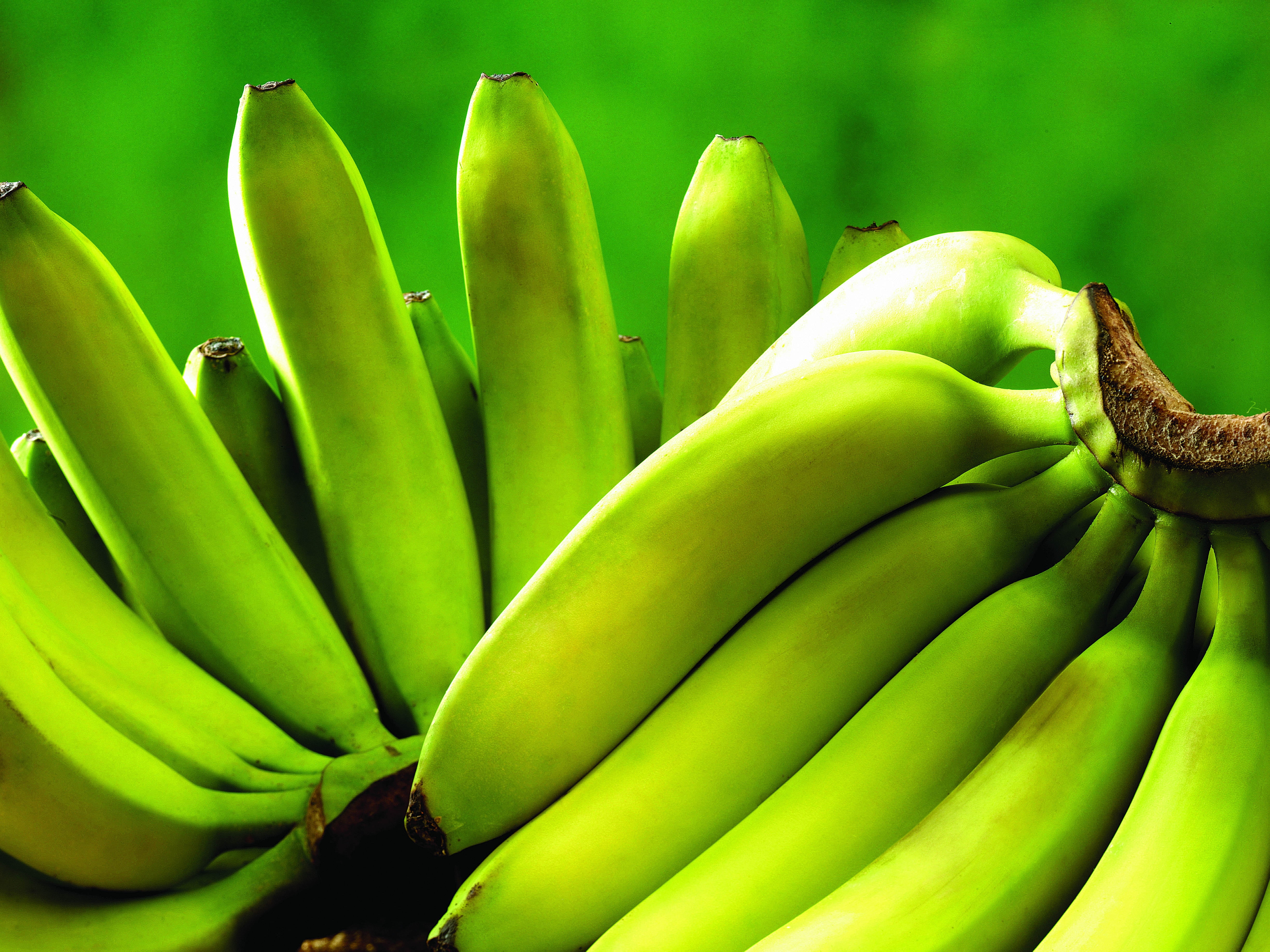 herbs, abundance, plant, fruit, green, agriculture, vegetarian Food, nature, no People, green Color, yellow, vitamin, fruits, freshness, bunch, banana, HD Wallpaper