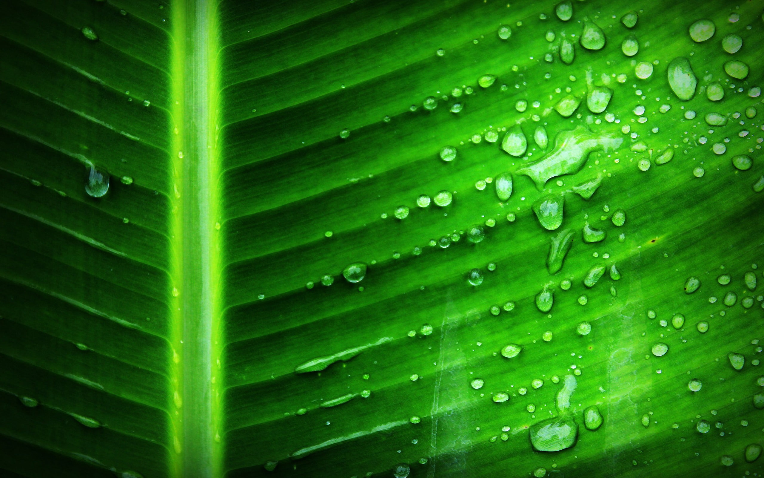 outdoors, rain, dewdrop, leaves, pattern, plant, drop, close-up, banana, purity, nature, full frame, green color, leaf, plant part, beauty in nature, no people, HD Wallpaper