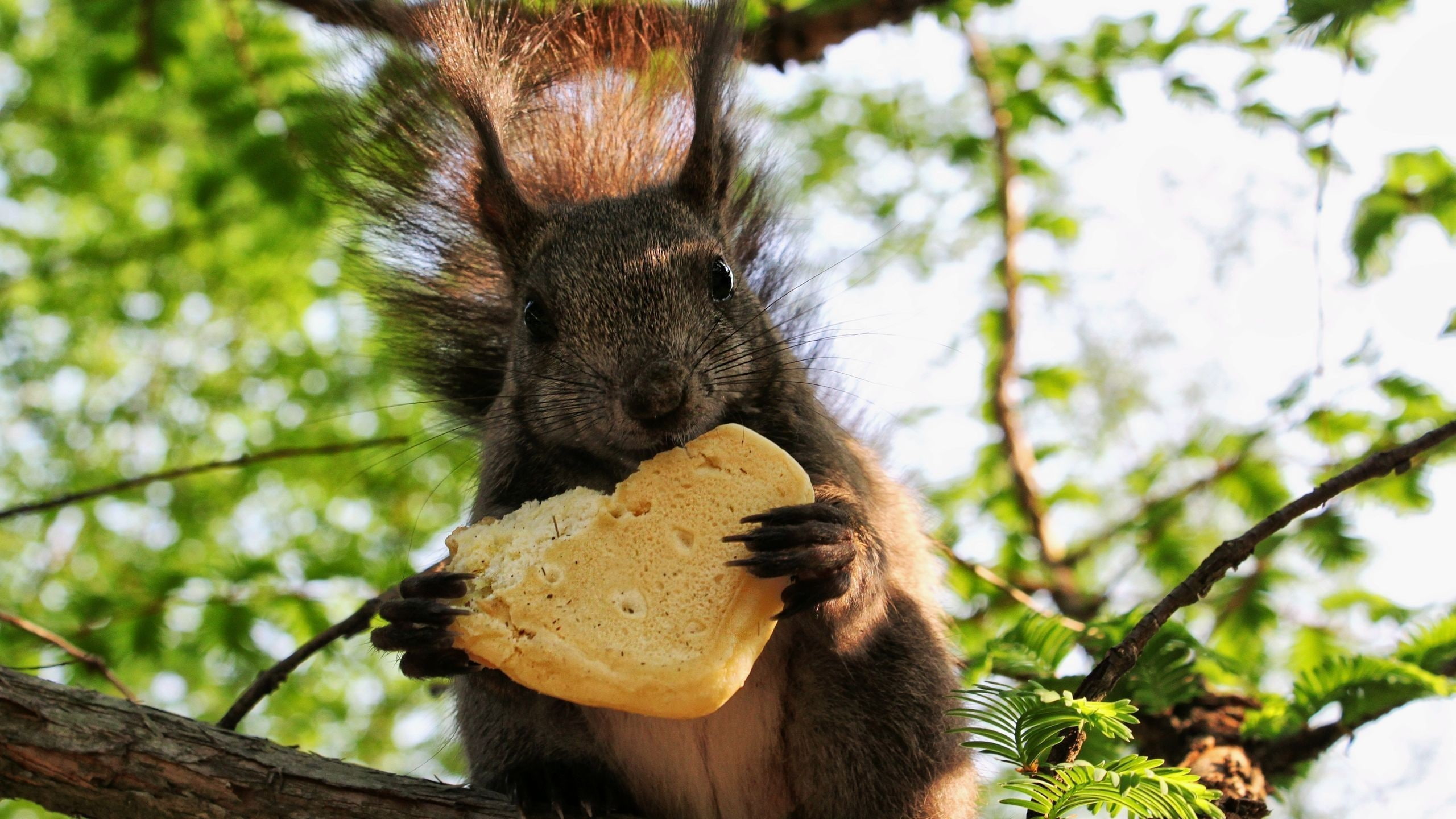 nature, plants, squirrel, 2K, animals, HD Wallpaper