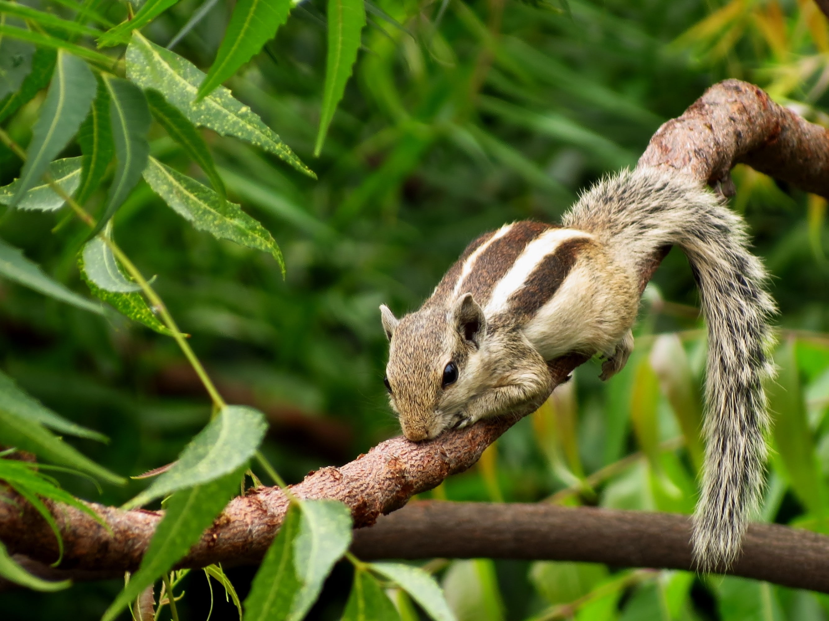 plants, 2K, nature, squirrel, HD Wallpaper