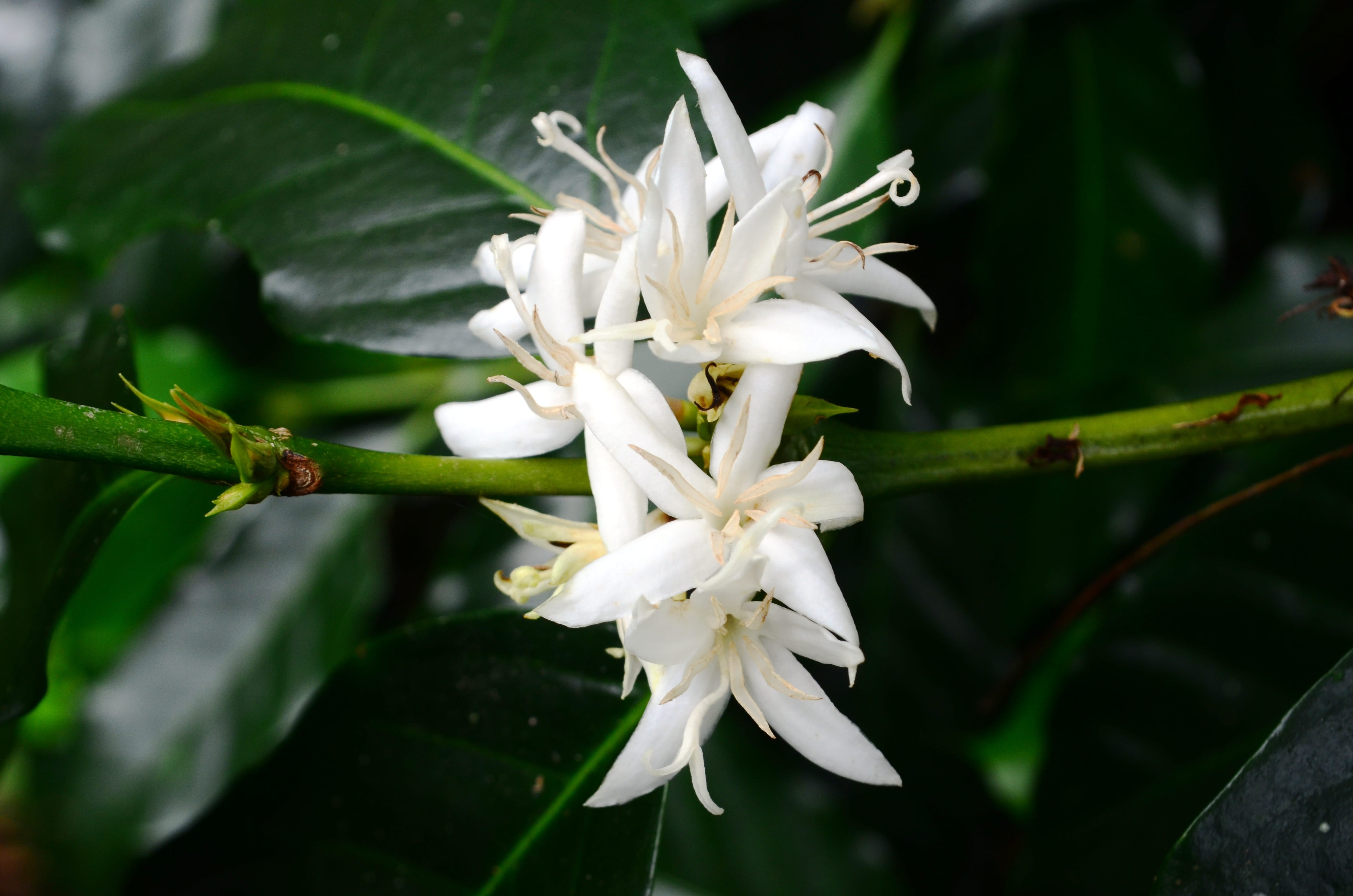 farm, leaf, green Color, no people, freshness, coffee flower, 4K, spring, flower Head, beauty In Nature, focus on foreground, white color, white, organic, HD Wallpaper
