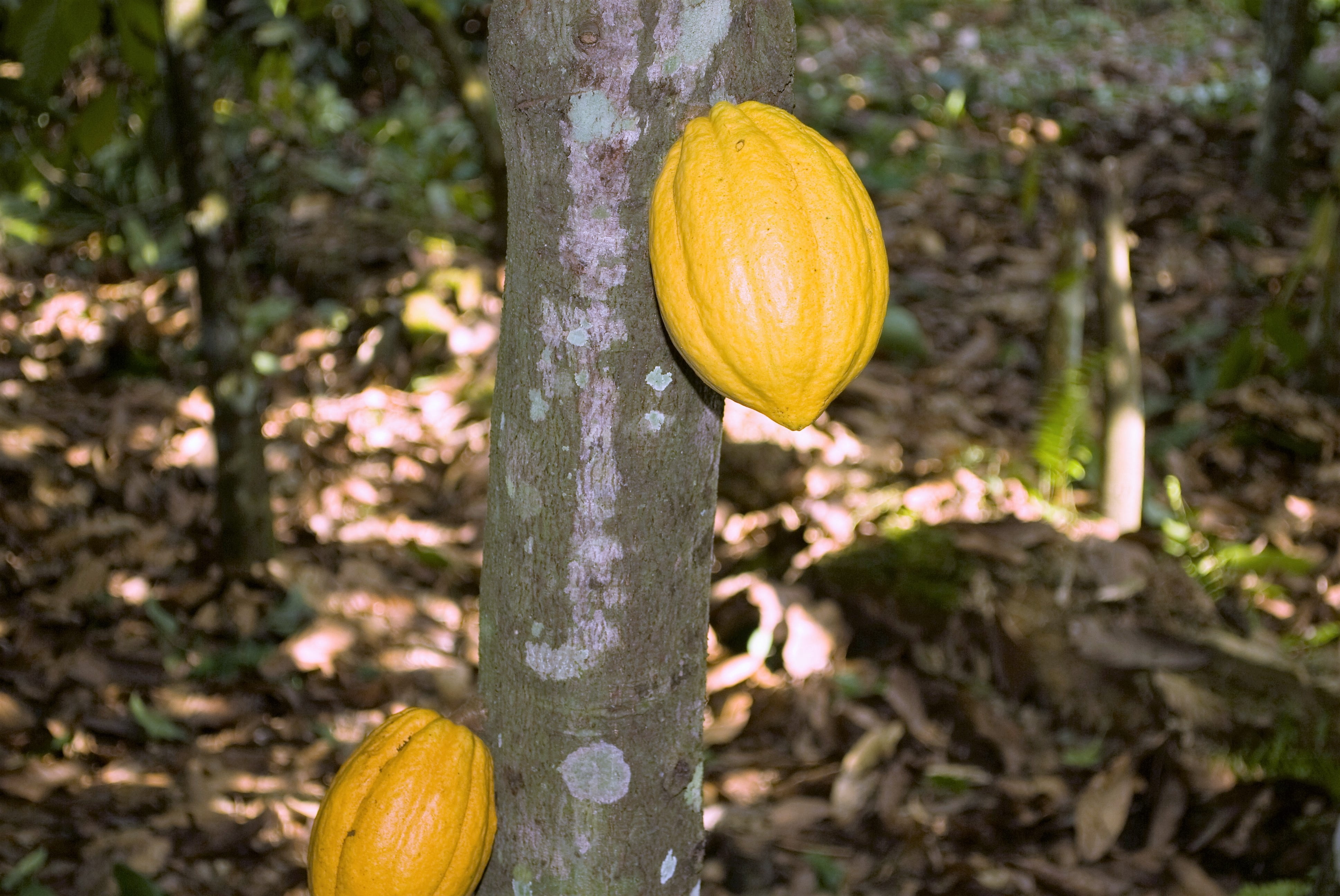 close-up, outdoors, citrus fruit, food and drink, pods, 4K, growth, food, ghana, orange color, farm, orange, pumpkin, focus on foreground, healthy eating, HD Wallpaper