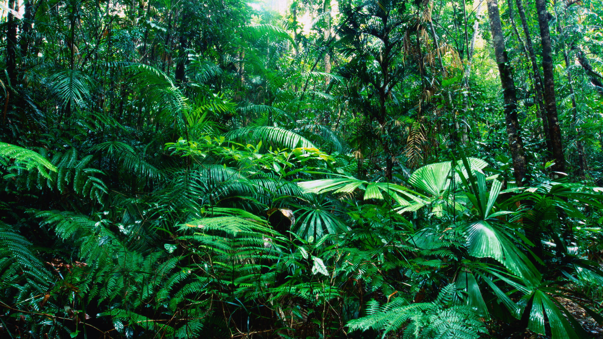 1080P, plants, jungle, nature, trees, green, hd, HD Wallpaper