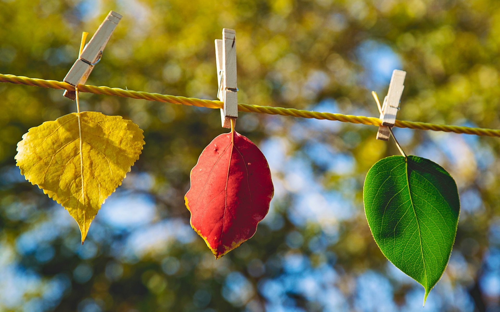 Green, 1080P, Different, Color, three, Yellow, Leaves, Red, HD Wallpaper