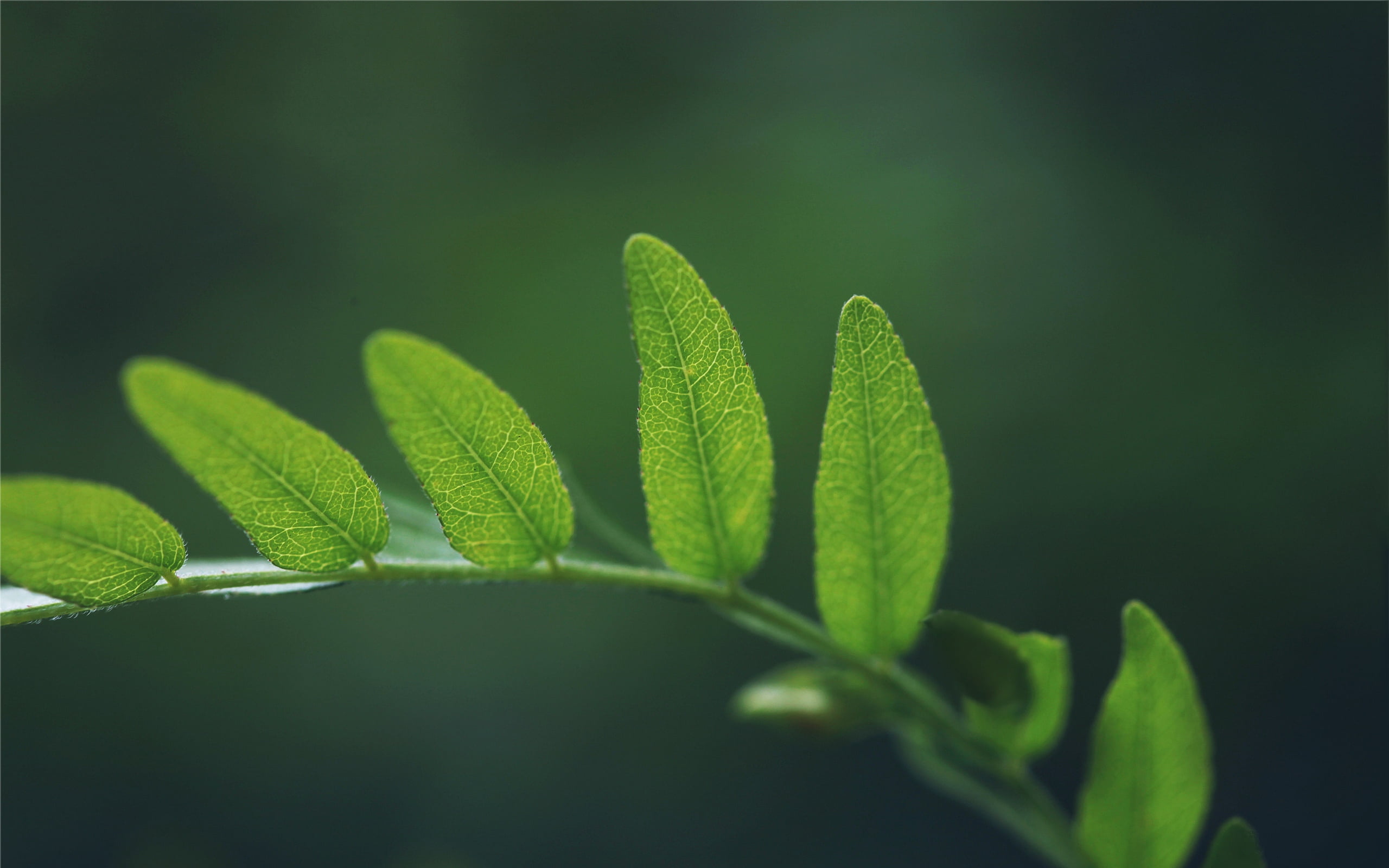 day, clover, close-up, ferns, tree, plant, beginnings, focus on foreground, defocused, green Color, freshness, 2K, vulnerability, springtime, season, nature, HD Wallpaper