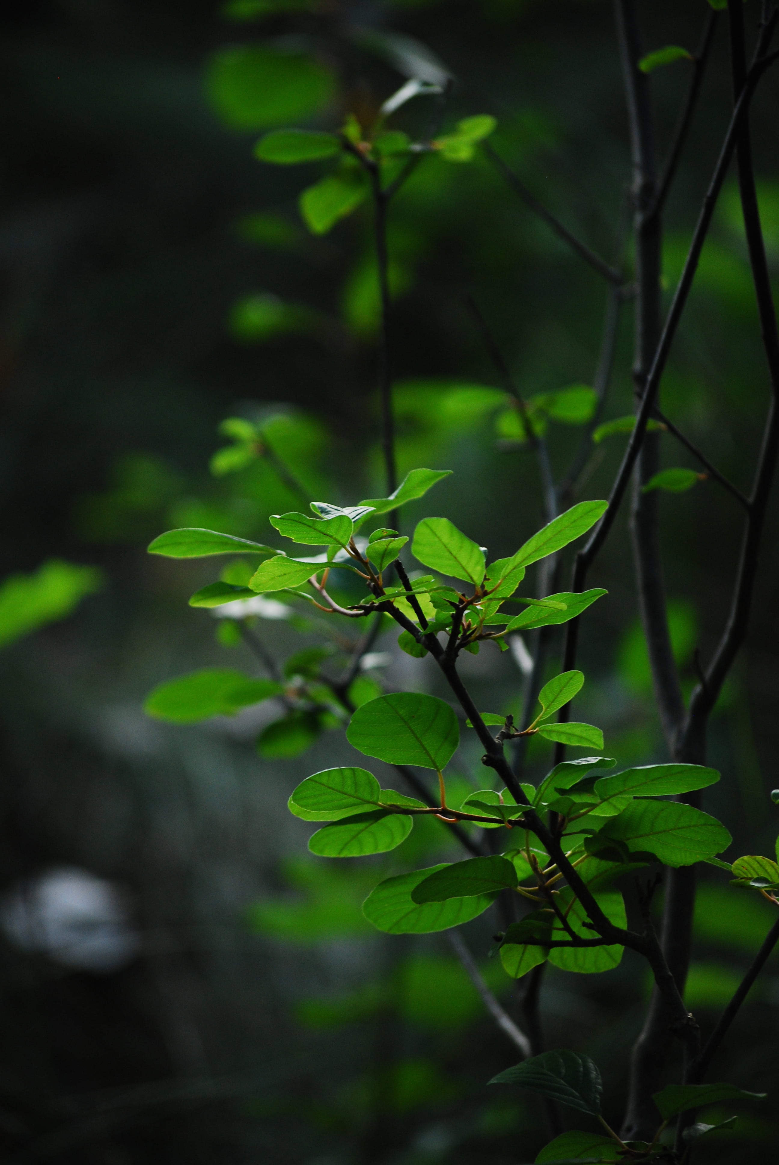 wild, environmental, environment, bud, leafs, flora, dirt, branch, plants, forest, close-up, plant, natural, plant stem, life, nature, tree, outdoors, spring, Phone HD Wallpaper