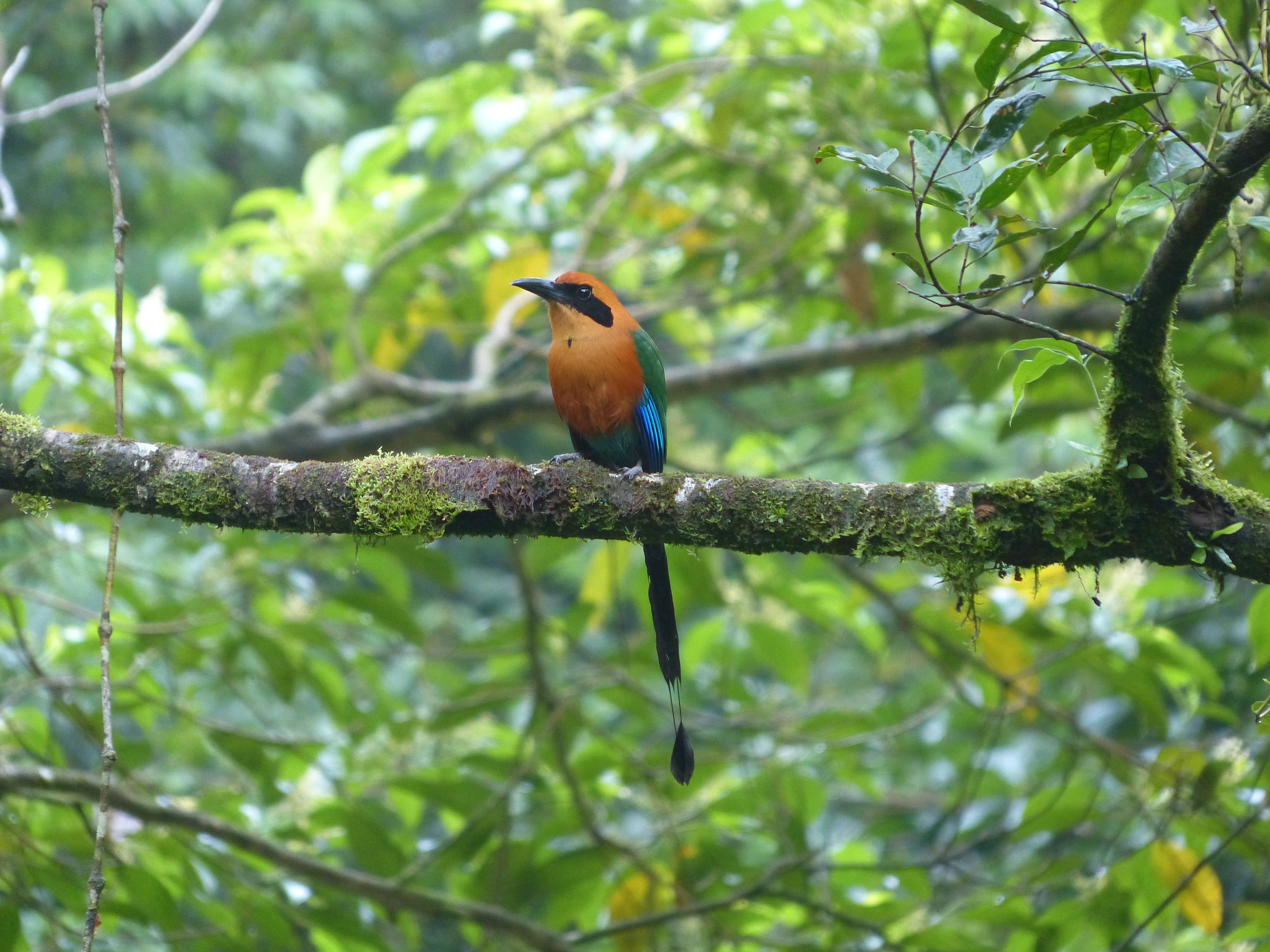 4K, animals in the wild, blauscheitelmotmot, racke bird, perched, tropics, animal wildlife, motmot, low angle view, growth, day, one animal, animal, tail feathers, HD Wallpaper