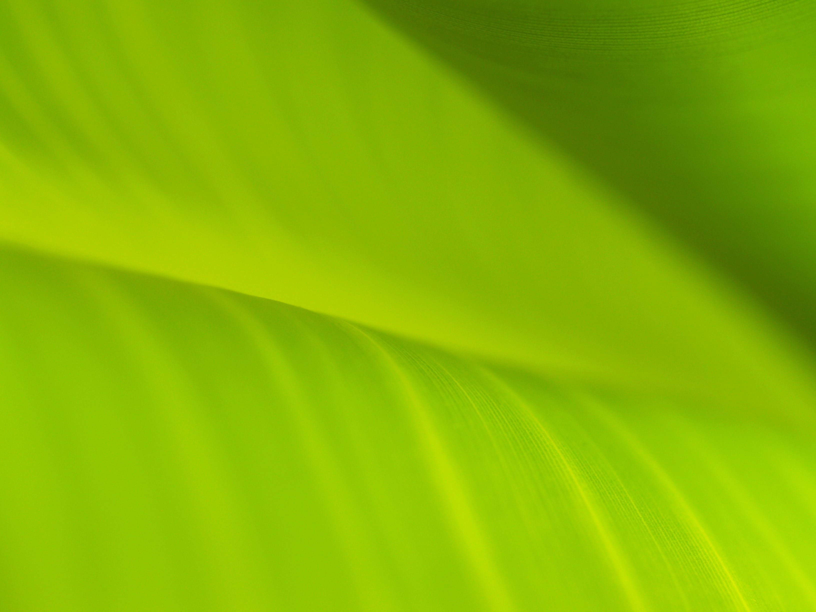 linear, no people, foliage, leaves background, textured, drop, environmental, beauty in nature, greenish, banana, textured effect, plant, leaf, pattern, HD Wallpaper