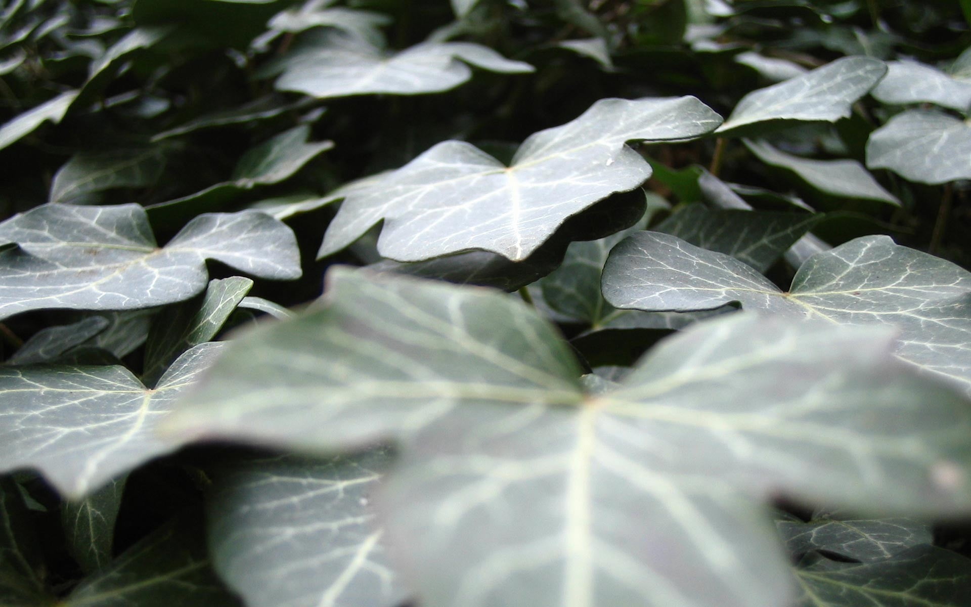 leaves, no people, 1080P, freshness, green, plant, shape, cold temperature, beauty in nature, food, food and drink, growth, green color, dew, outdoors, HD Wallpaper