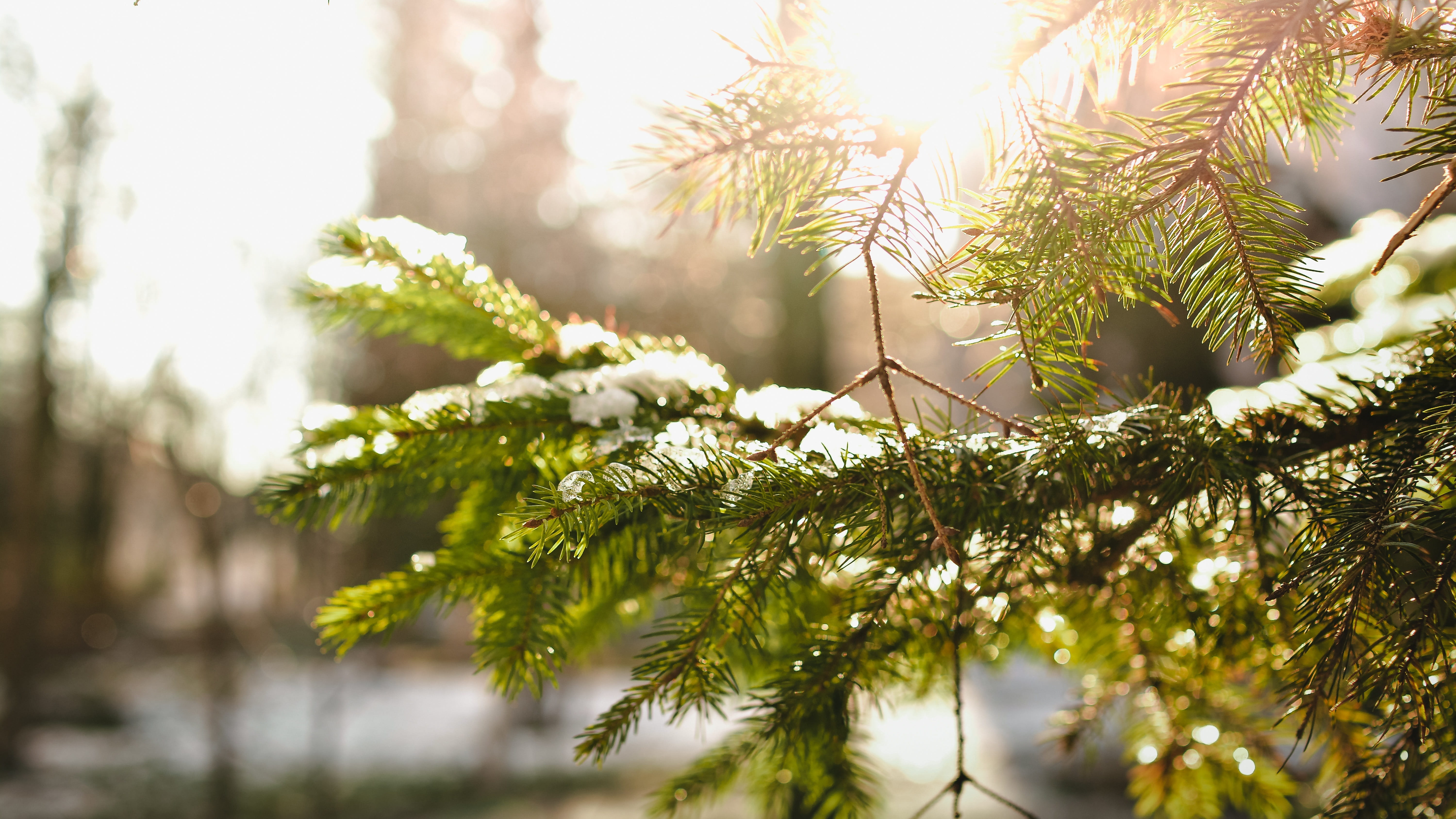 fir tree, no people, green, ice, leaves, outdoors, holiday, pineneedles, decoration, growing, celebration, snow, timber, pine needles, branch, needles, HD Wallpaper