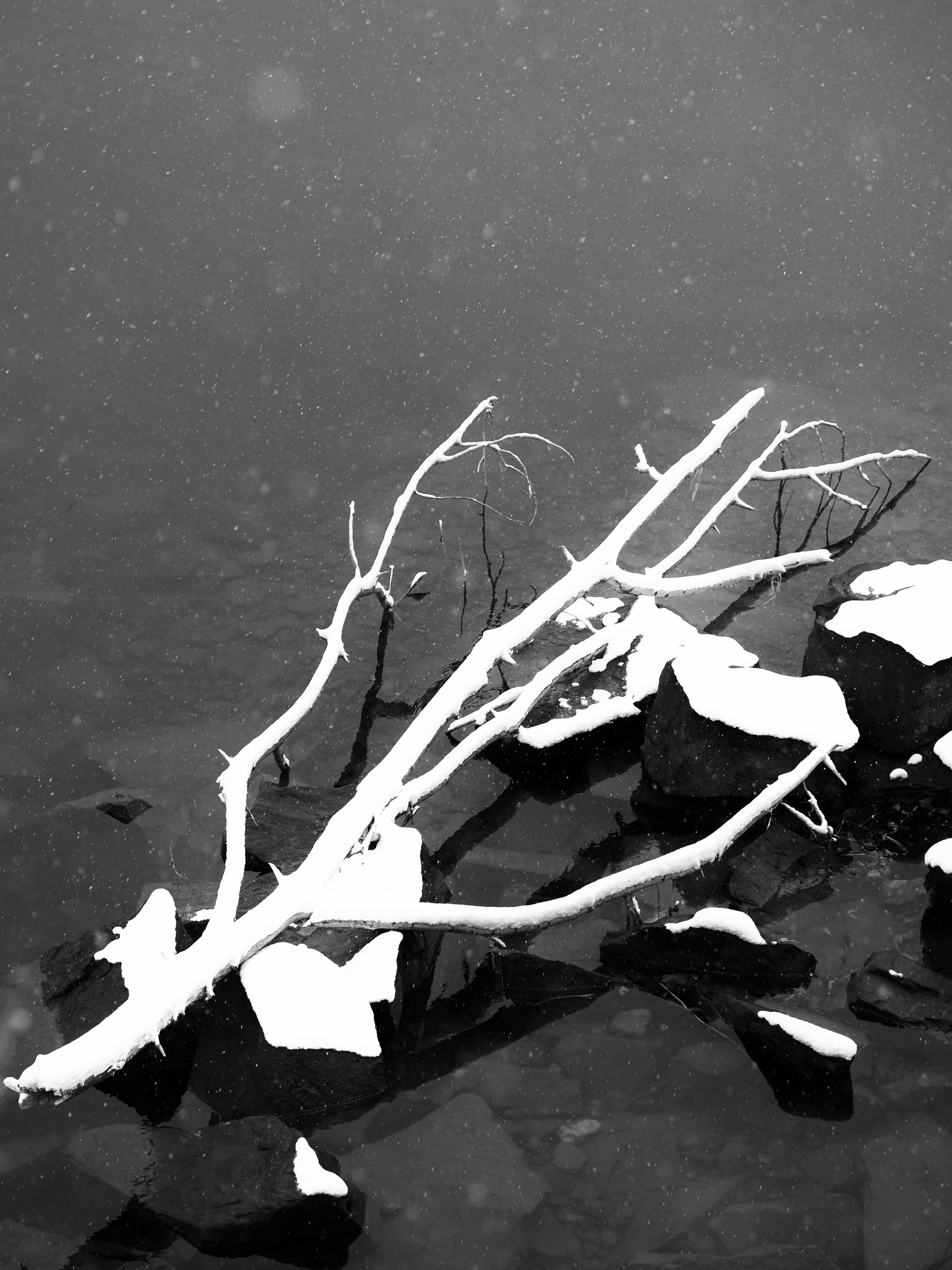 day, tree stump, tranquility, animal, driftwood, waterfowl, leaf, cold temperature, no people, 5K, blossom, tree, beauty in nature, nature, lake, water, Phone HD Wallpaper