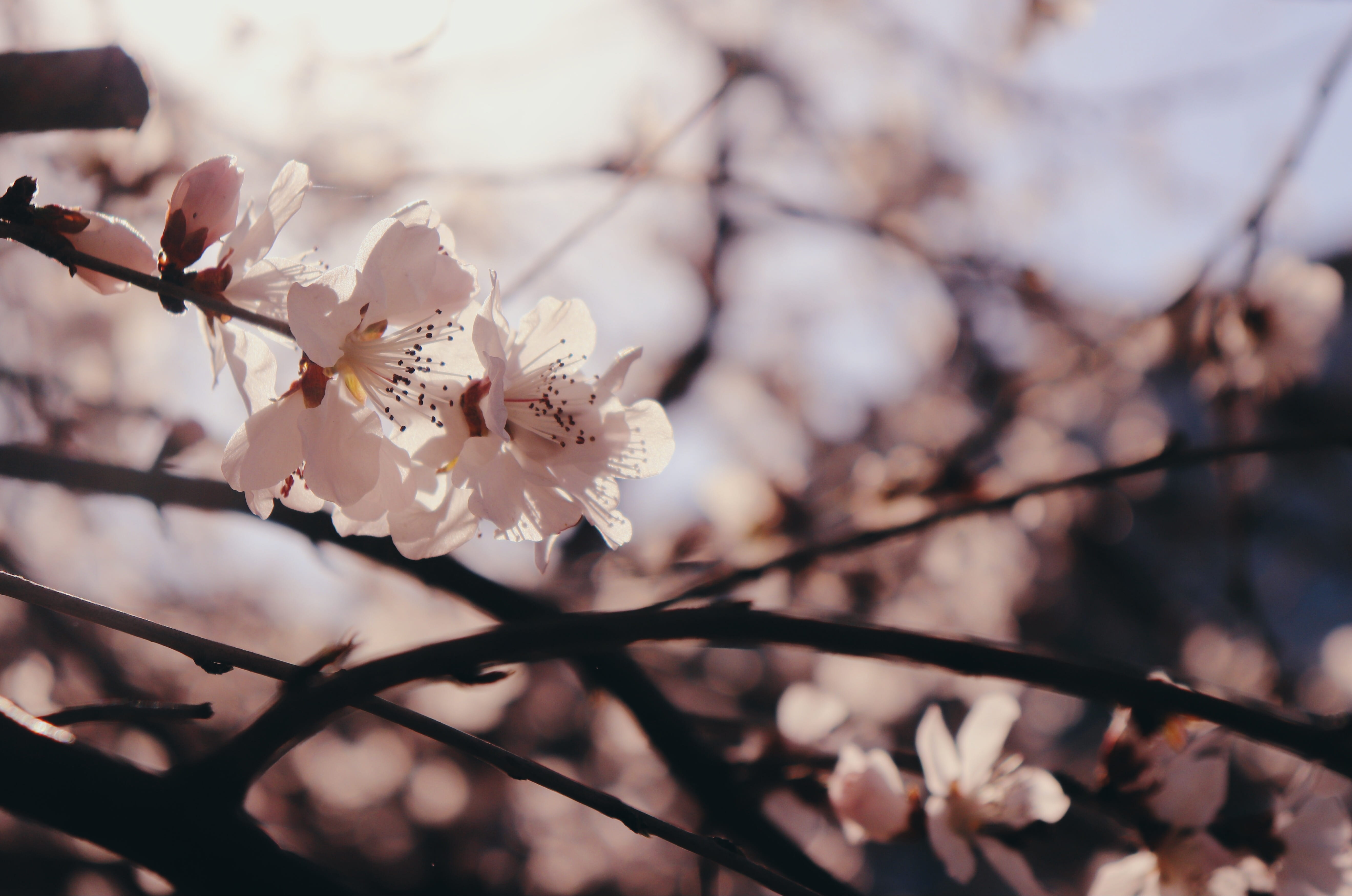 anther, flower, peony, flowering plant, fragility, grapefruit, tree, blossom, produce, crocus, cherry blossom, nature, springtime, twig, close-up, freshness, HD Wallpaper