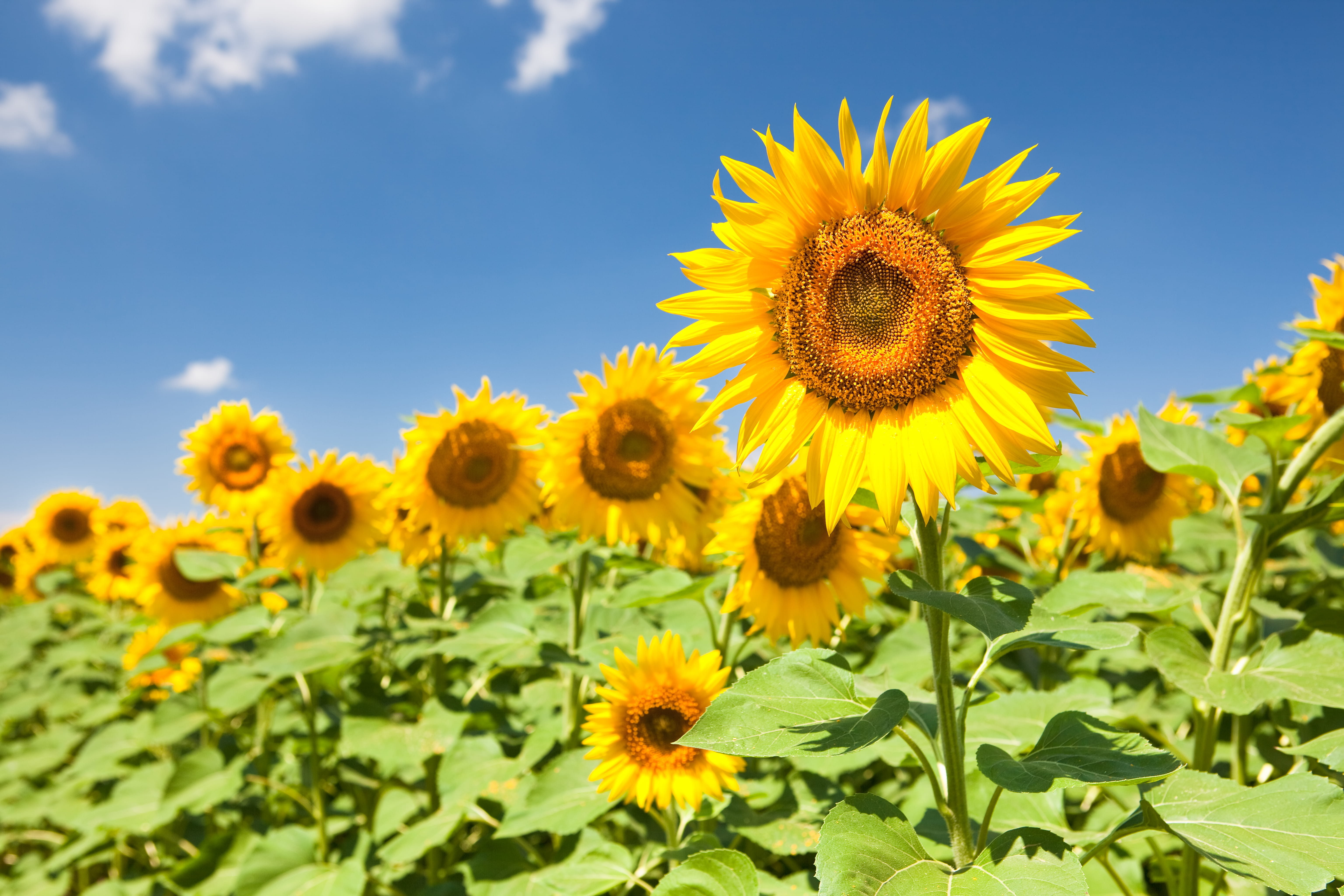 blossom, season, yellow, scene, green, sunny, rural, freshness, outside, inflorescence, flowering plant, colorful, blooming, beauty in nature, plant part, HD Wallpaper