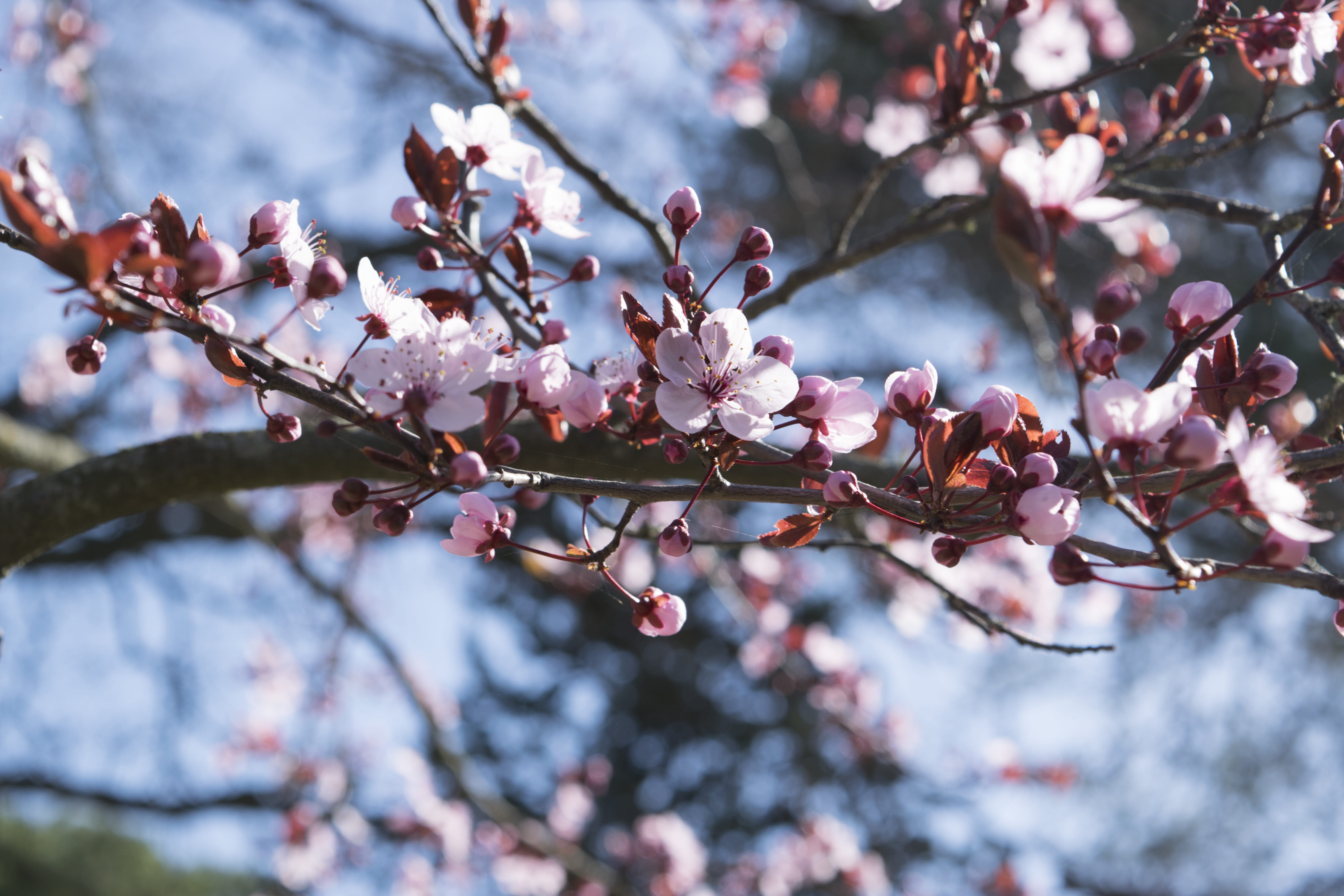 peach, flowers, pink, outdoors, tree, springtime, freshness, beauty in nature, vegetable, plant, spring, flower head, vulnerability, nature, flower, pollen, HD Wallpaper