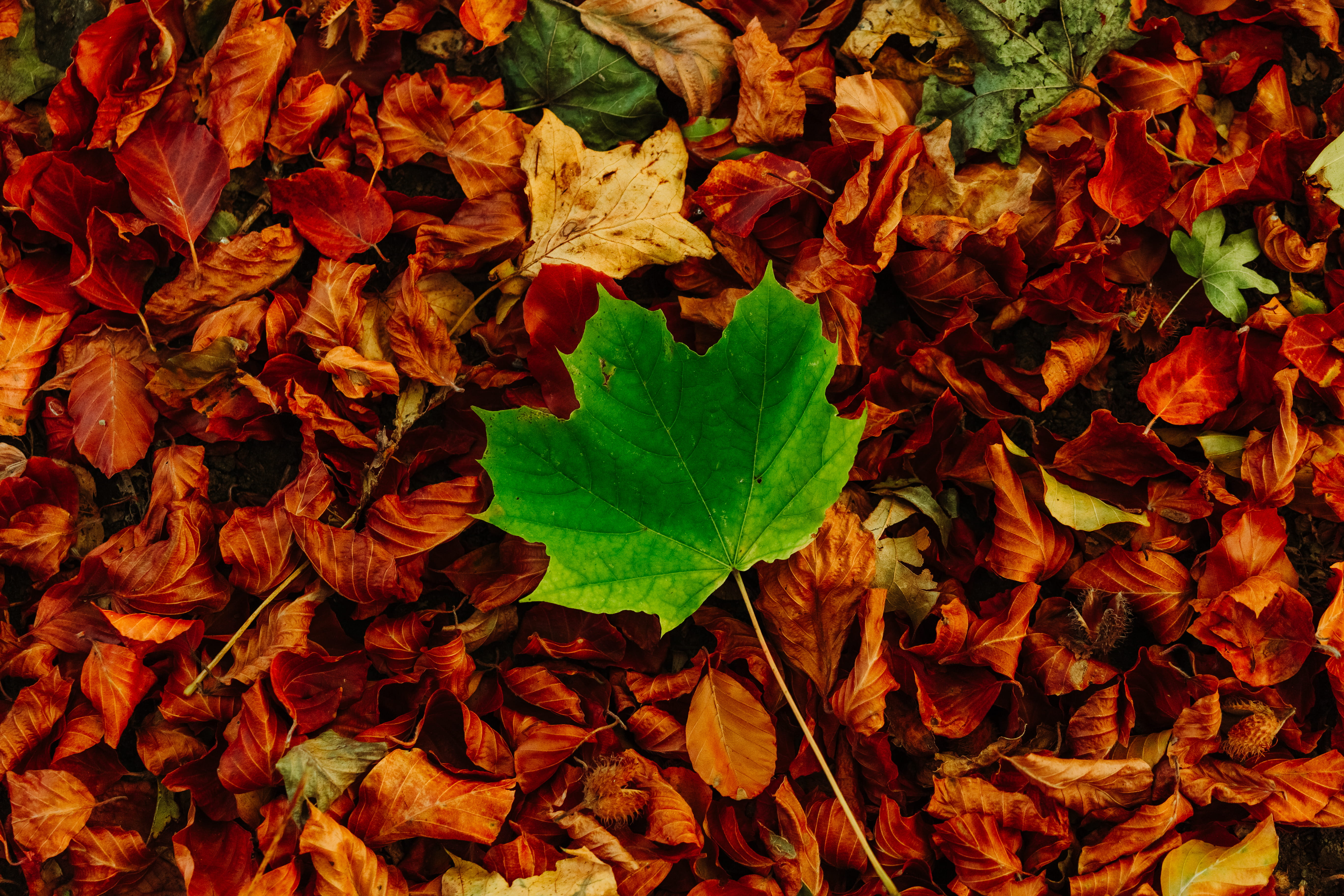 no people, maple, ornament, plant part, mote park, tree, full frame, backgrounds, soil, plant, flower, geranium, maidstone, flower bouquet, autumn, natural condition, HD Wallpaper