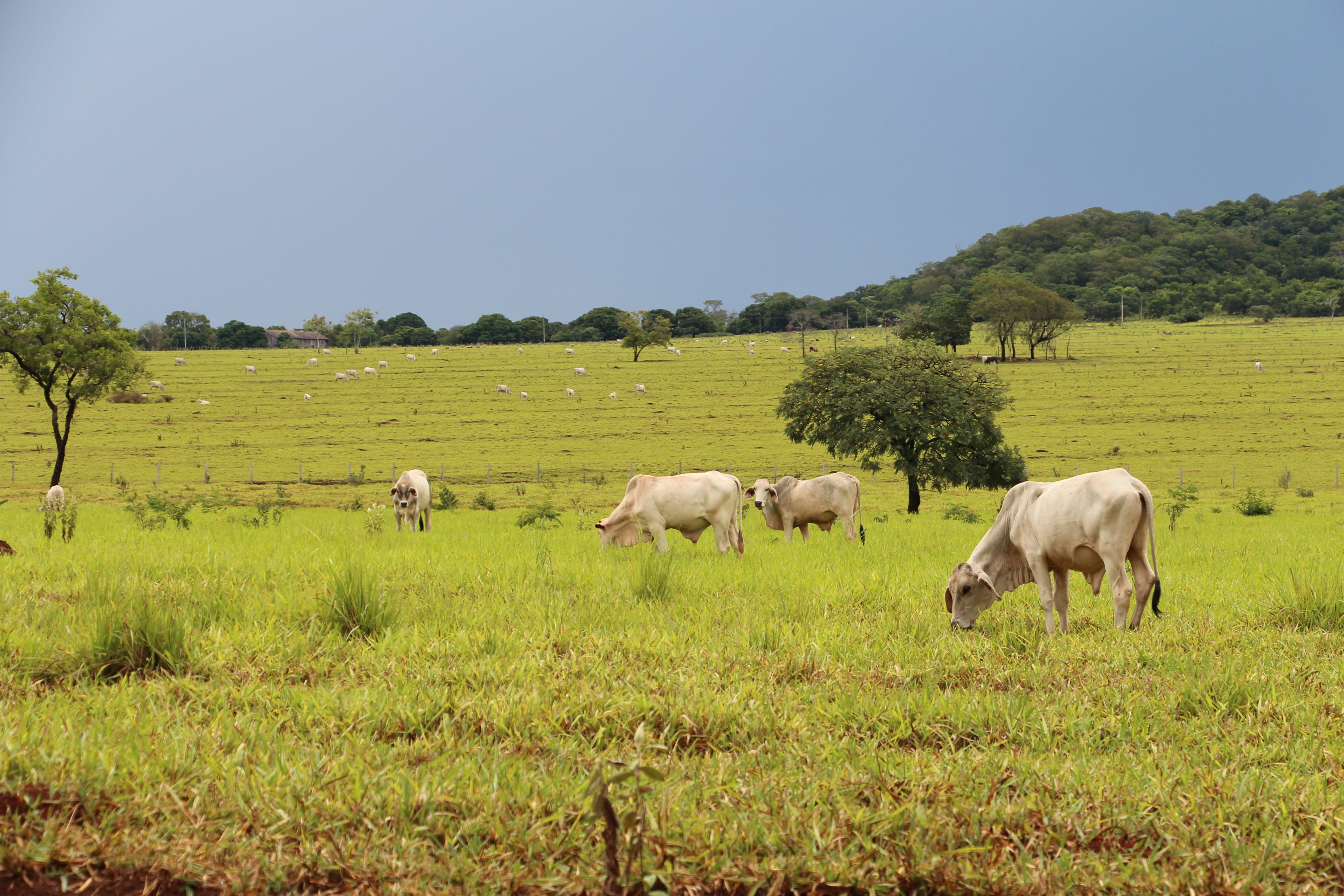 group of animals, tree, agriculture, animal themes, roça, green color, landscape, pets, no people, mato grosso do sul, plant, sky, brazil, farm, grazing, HD Wallpaper