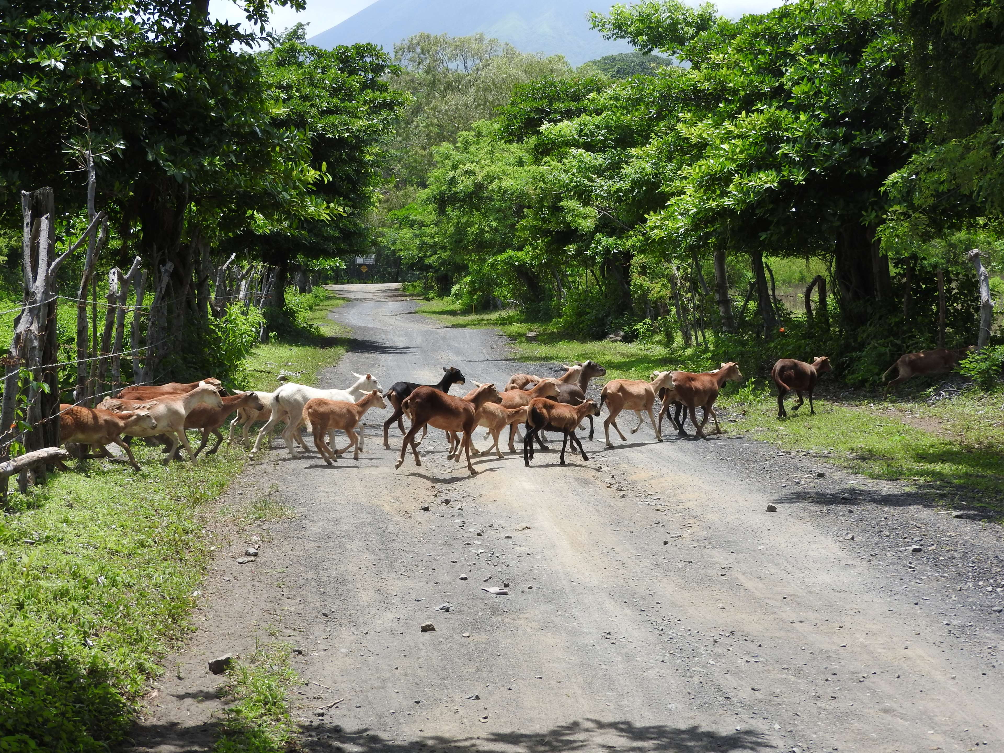 pets, 4K, domestic animals, road, domestic, animal, tree, plant, livestock, nicaragua, animal themes, vertebrate, mammal, no people, land, growth, group of animals, HD Wallpaper