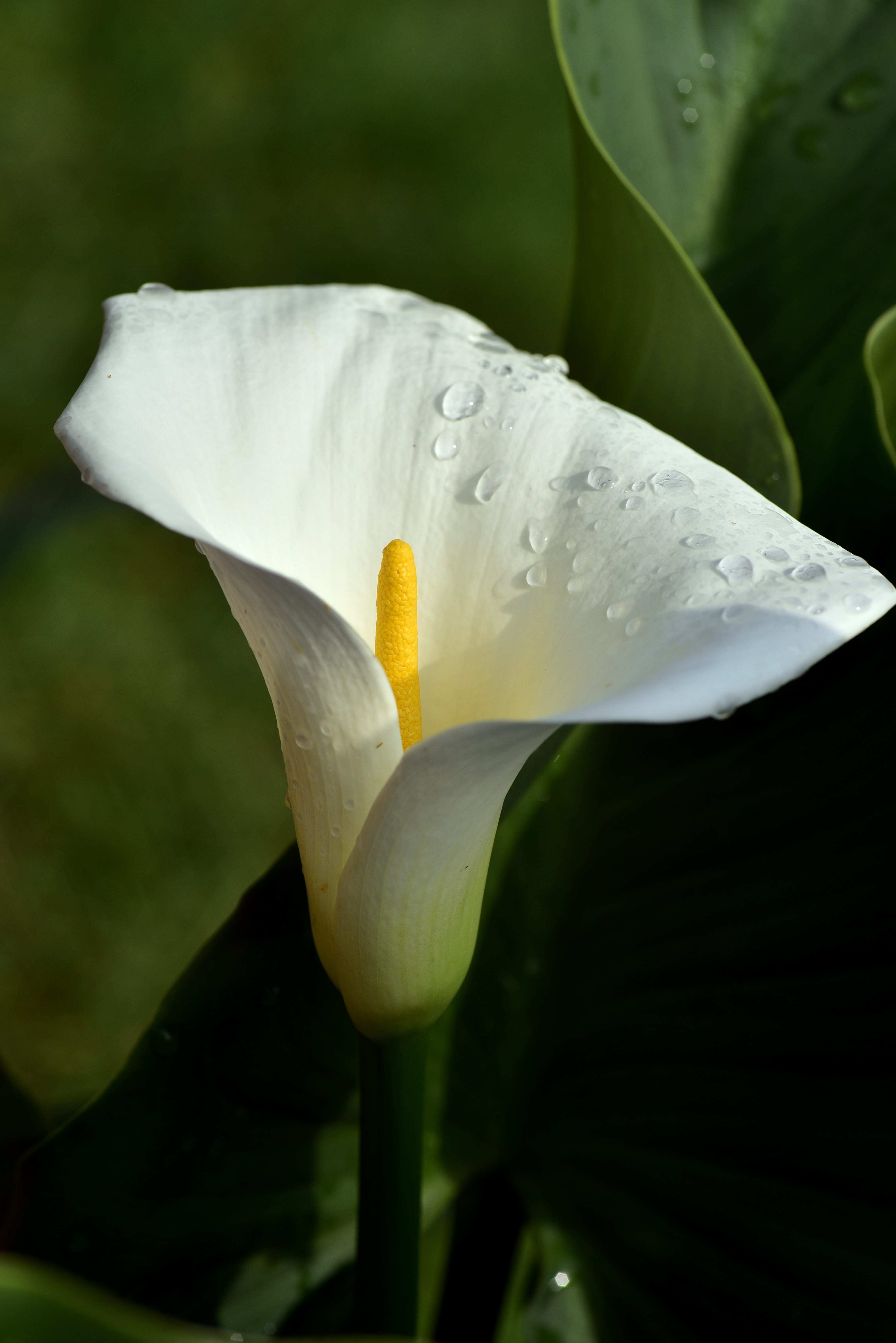 fragility, nature, close-up, wet, flowering plant, freshness, pollen, plant, outdoors, calla lily, growth, beauty in nature, leaf, white color, flower, Phone HD Wallpaper