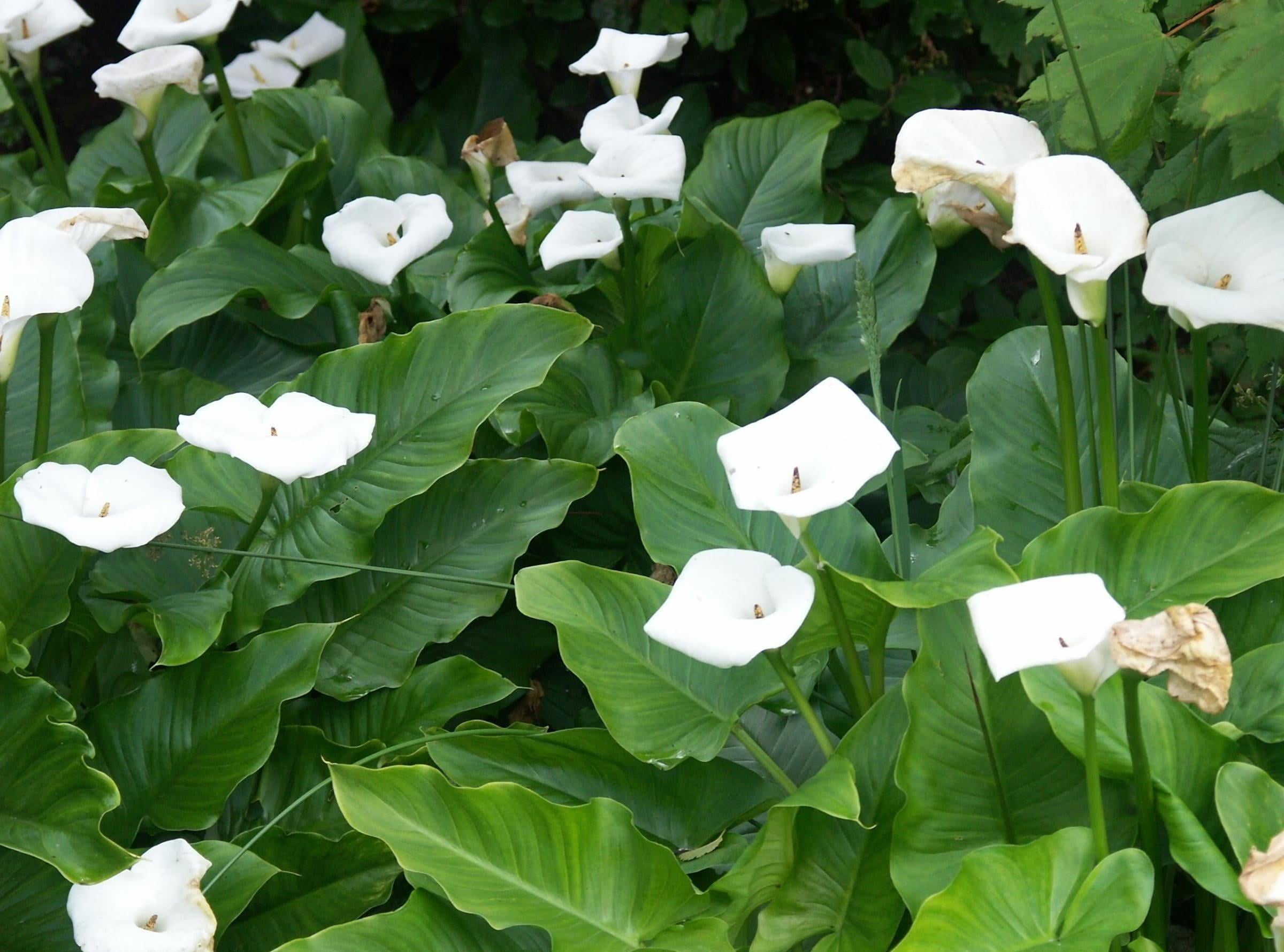 close-up, flower Head, water Lily, organic, white color, no people, green, beauty in nature, outdoors, calla lilies, backgrounds, flowerbed, growth, summer, HD Wallpaper