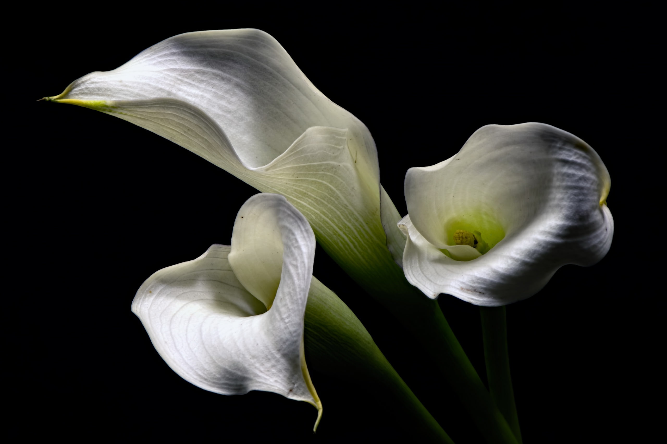 white, 2K, calla, lily, flower, HD Wallpaper